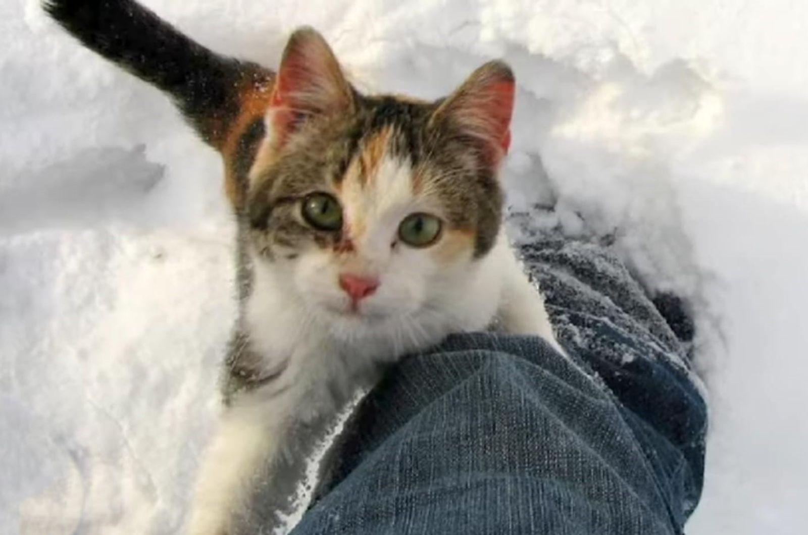 cat looking up at the camera