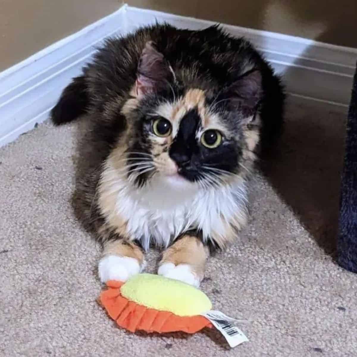 cat lying down on a carpet