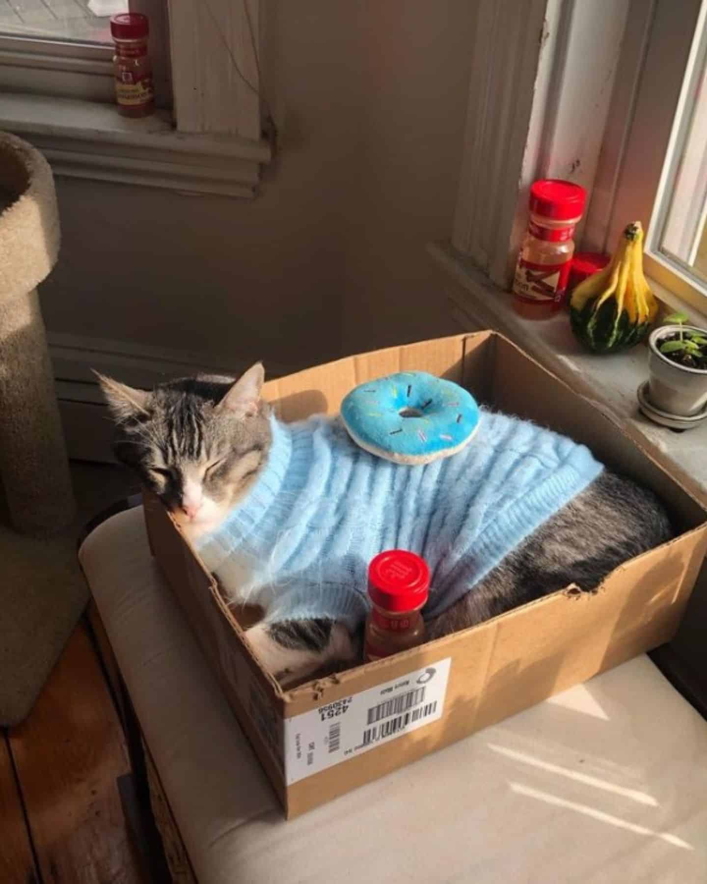 cat lying in a box with cinnamon