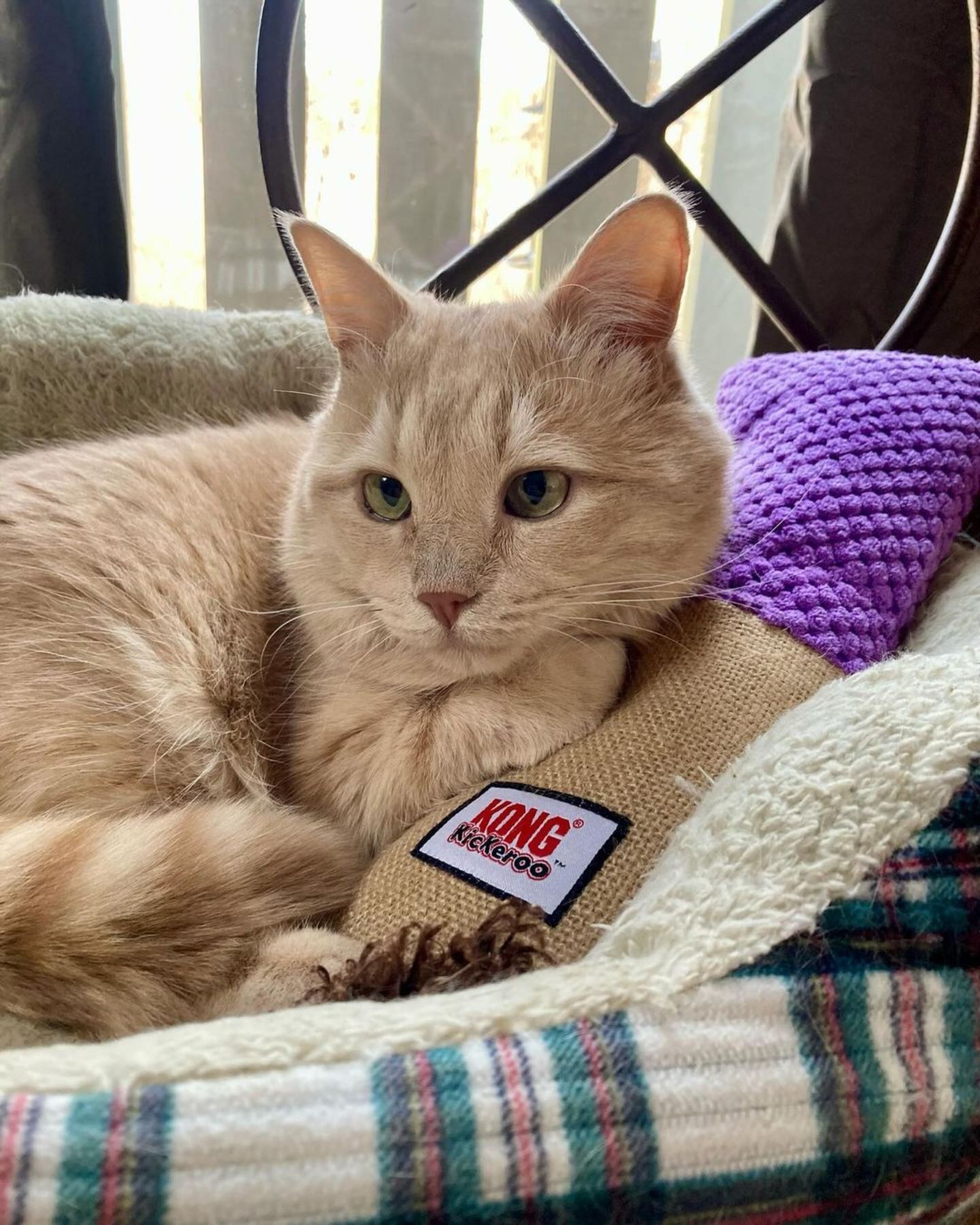 cat lying in cat bed