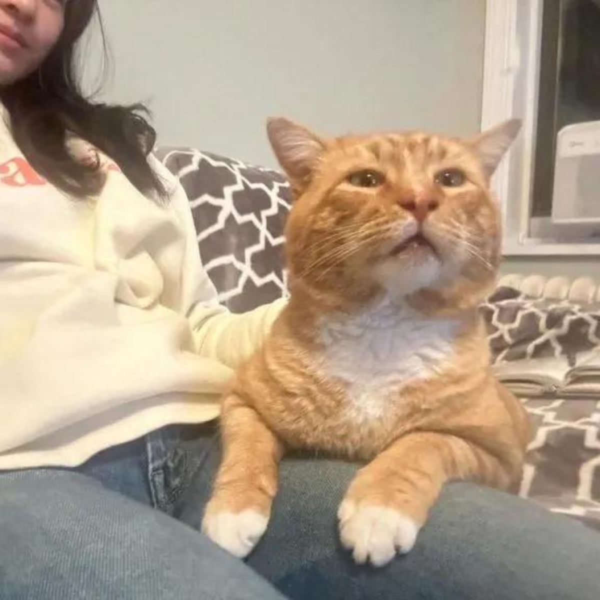 cat lying in woman's lap