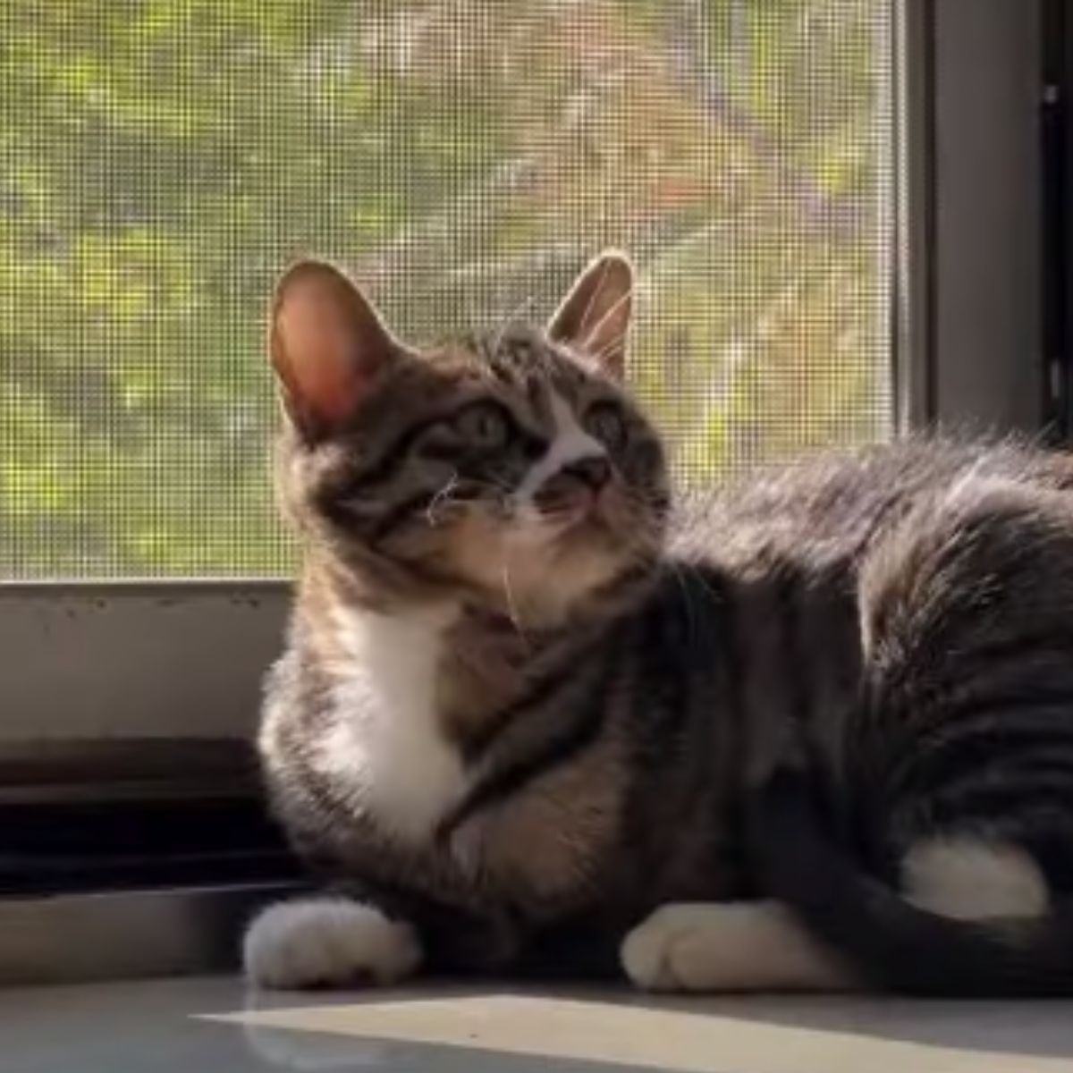 cat lying next to a window