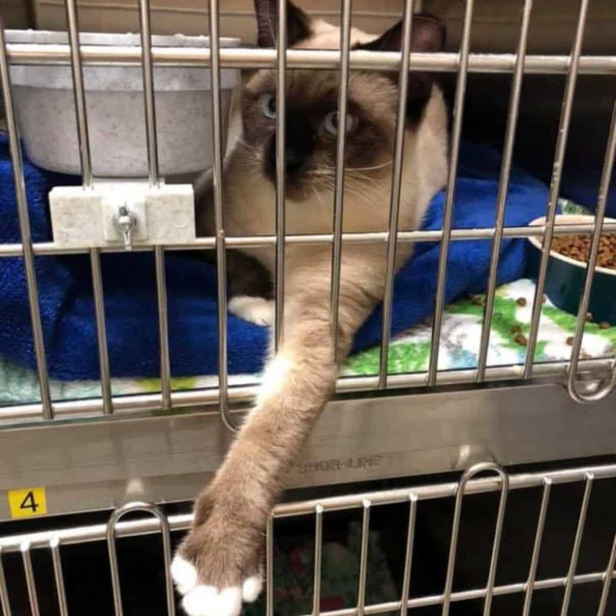 cat lying on a blue mat in kennel