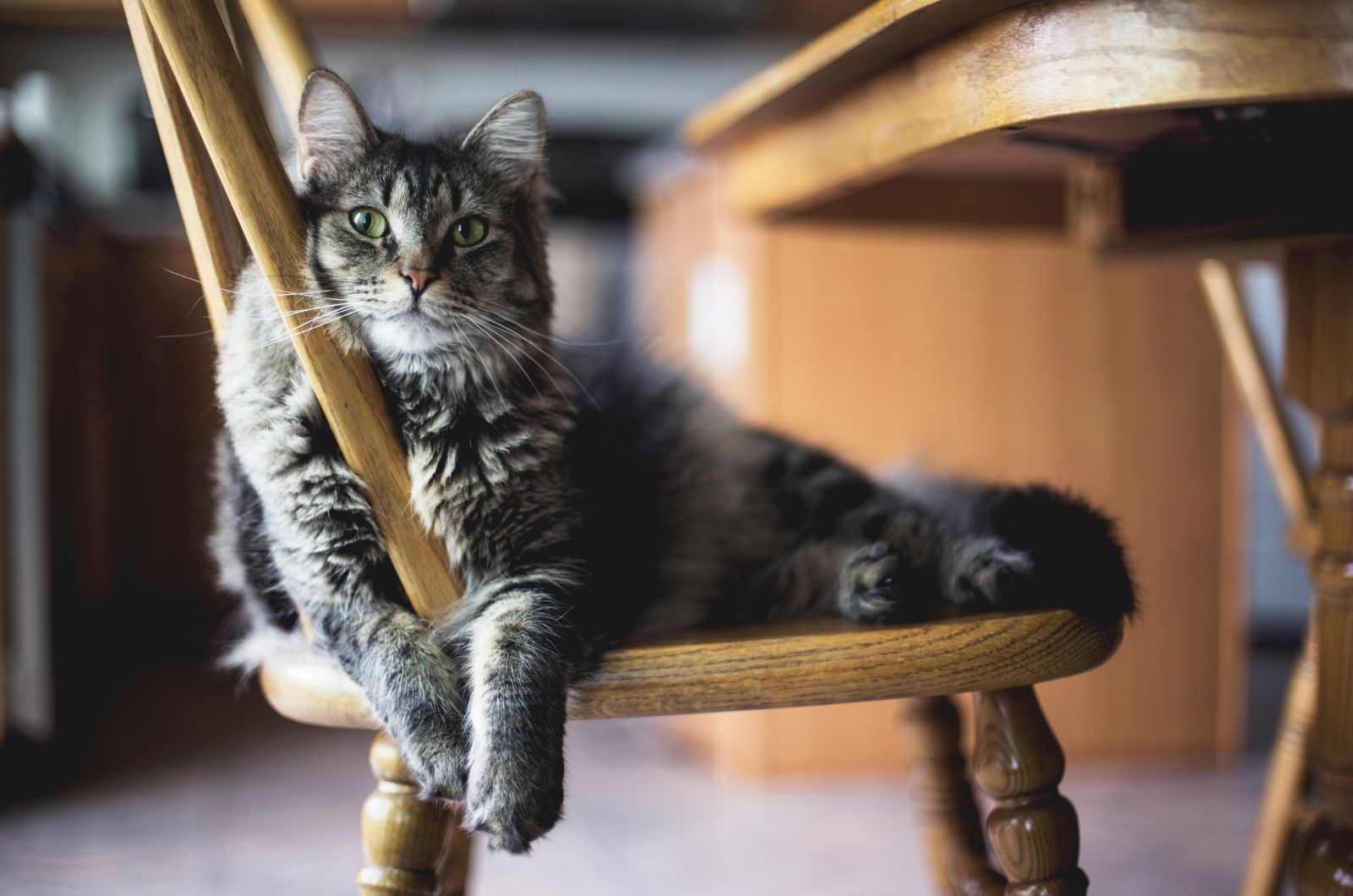 cat lying on a chair