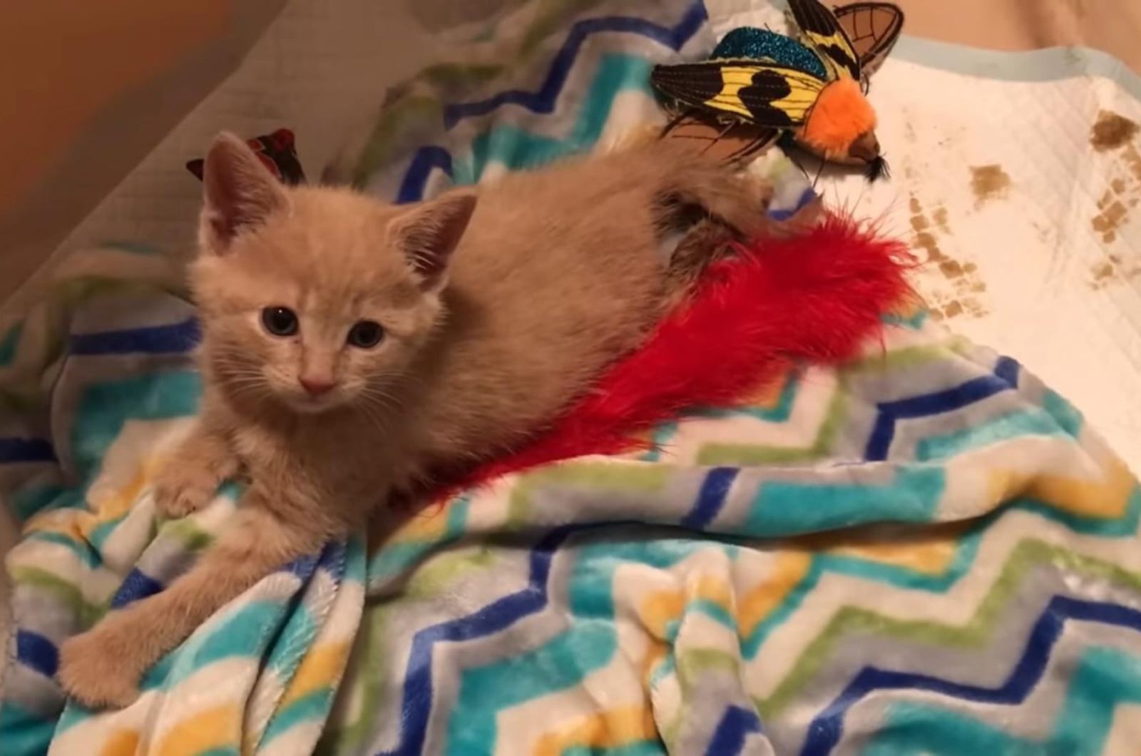 cat lying on a colorful blanket