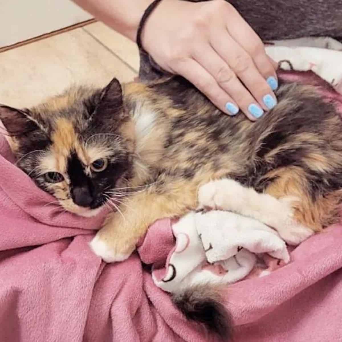 cat lying on a pink blanket and female hand petting it