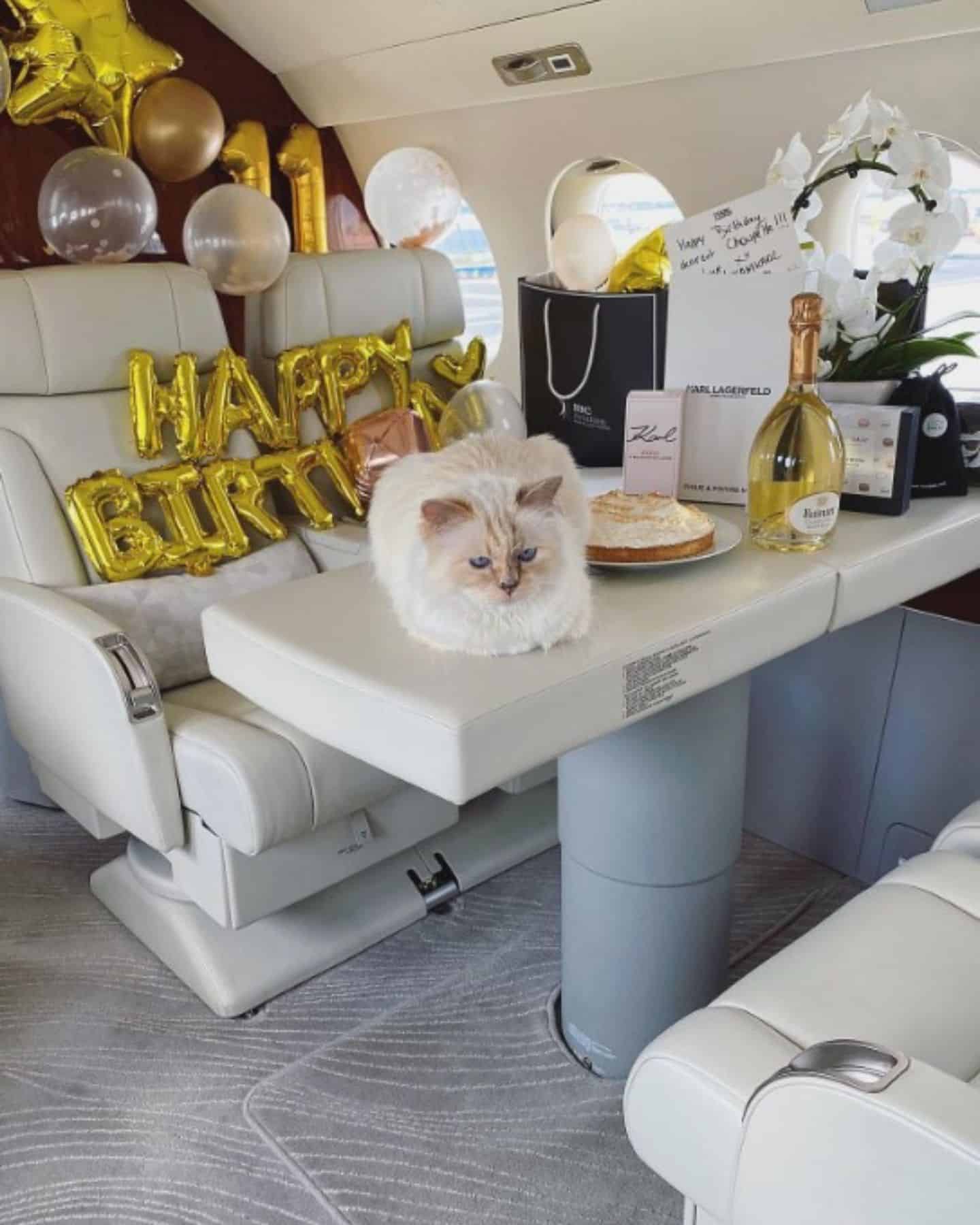 cat lying on a table with birthday signs