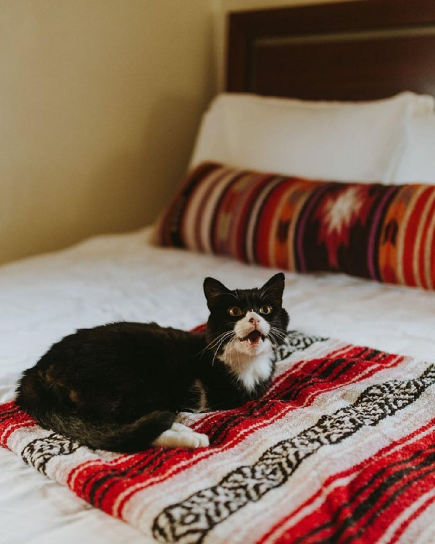 cat lying on bed