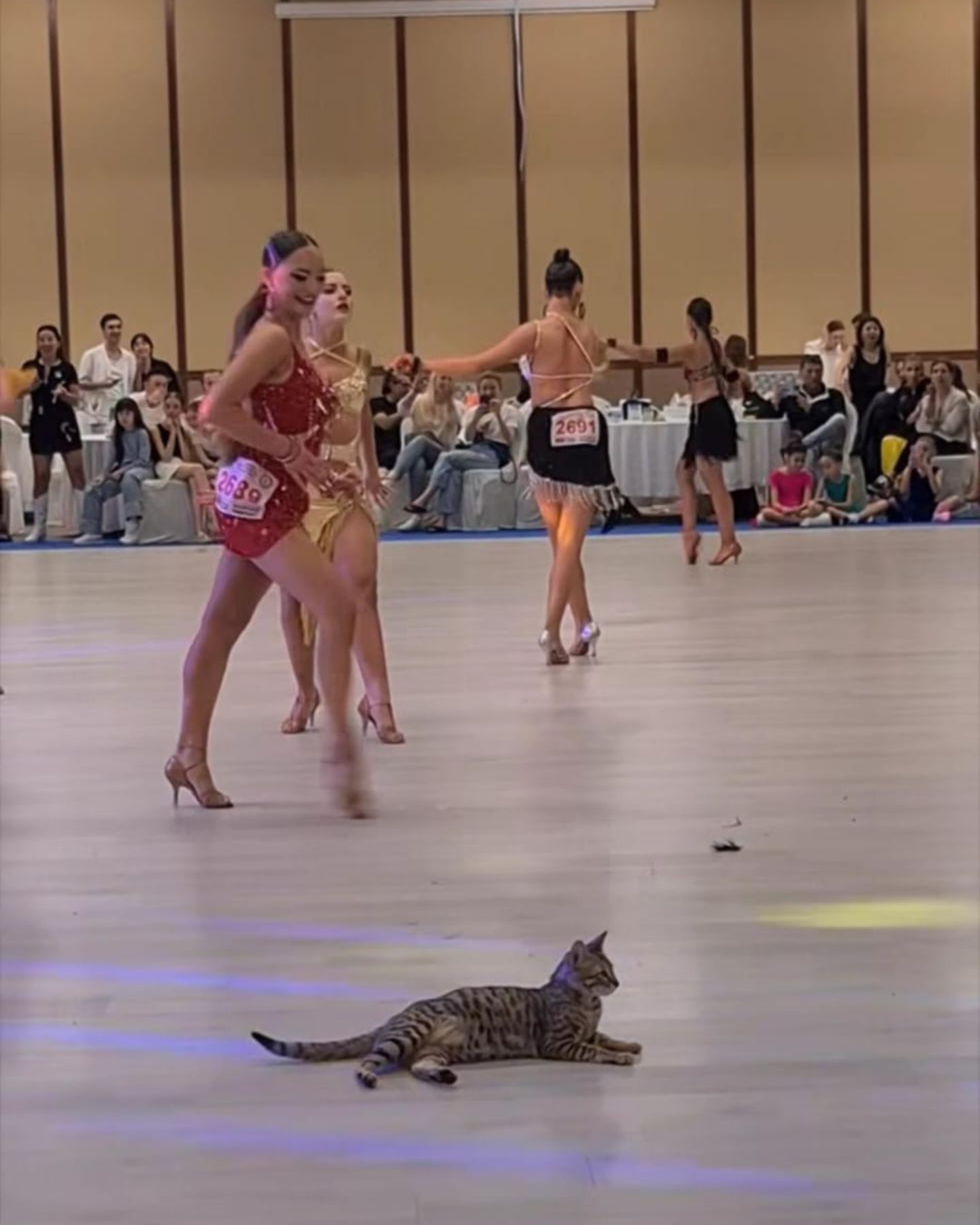 cat lying on dance floor