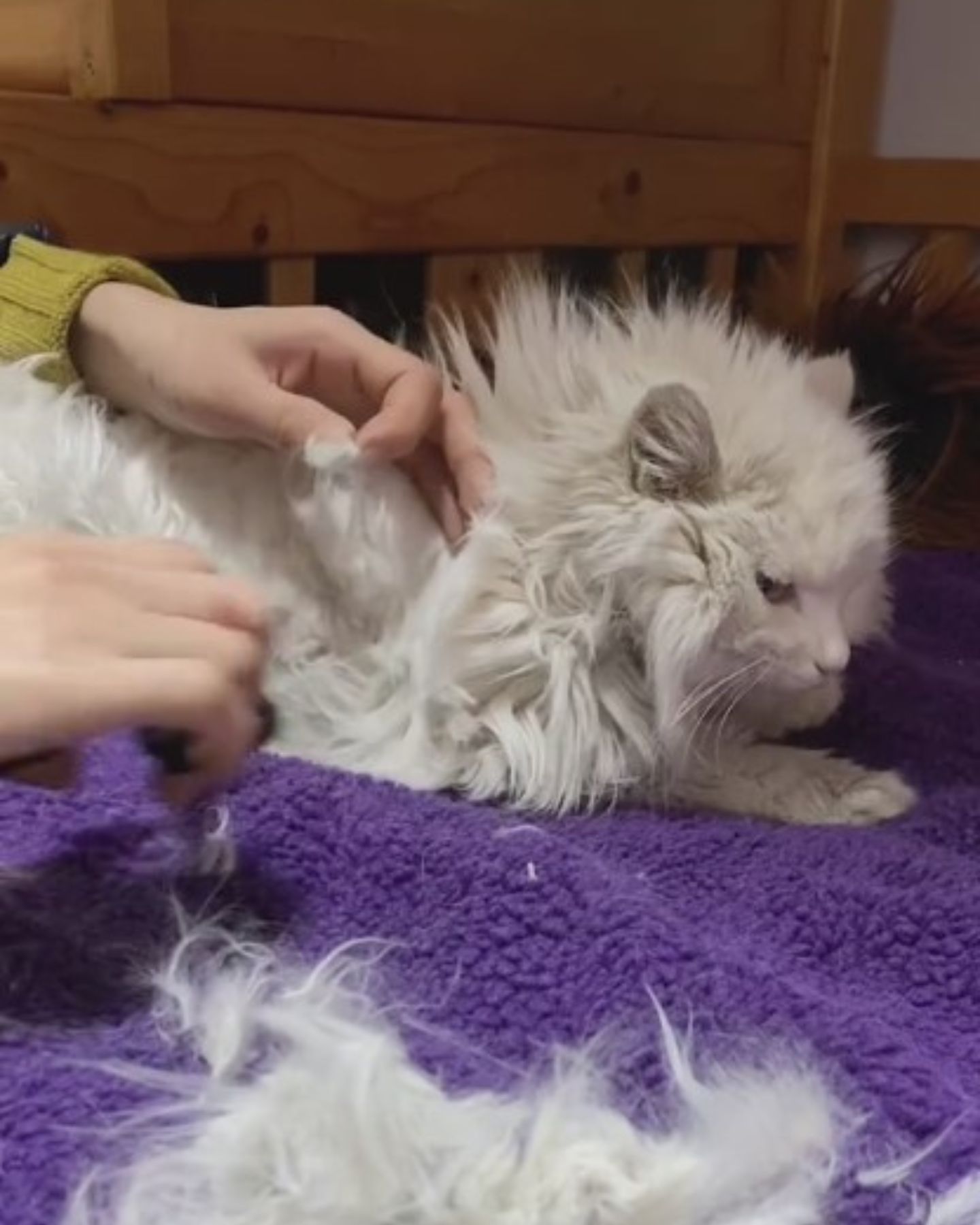 cat lying on purple towel