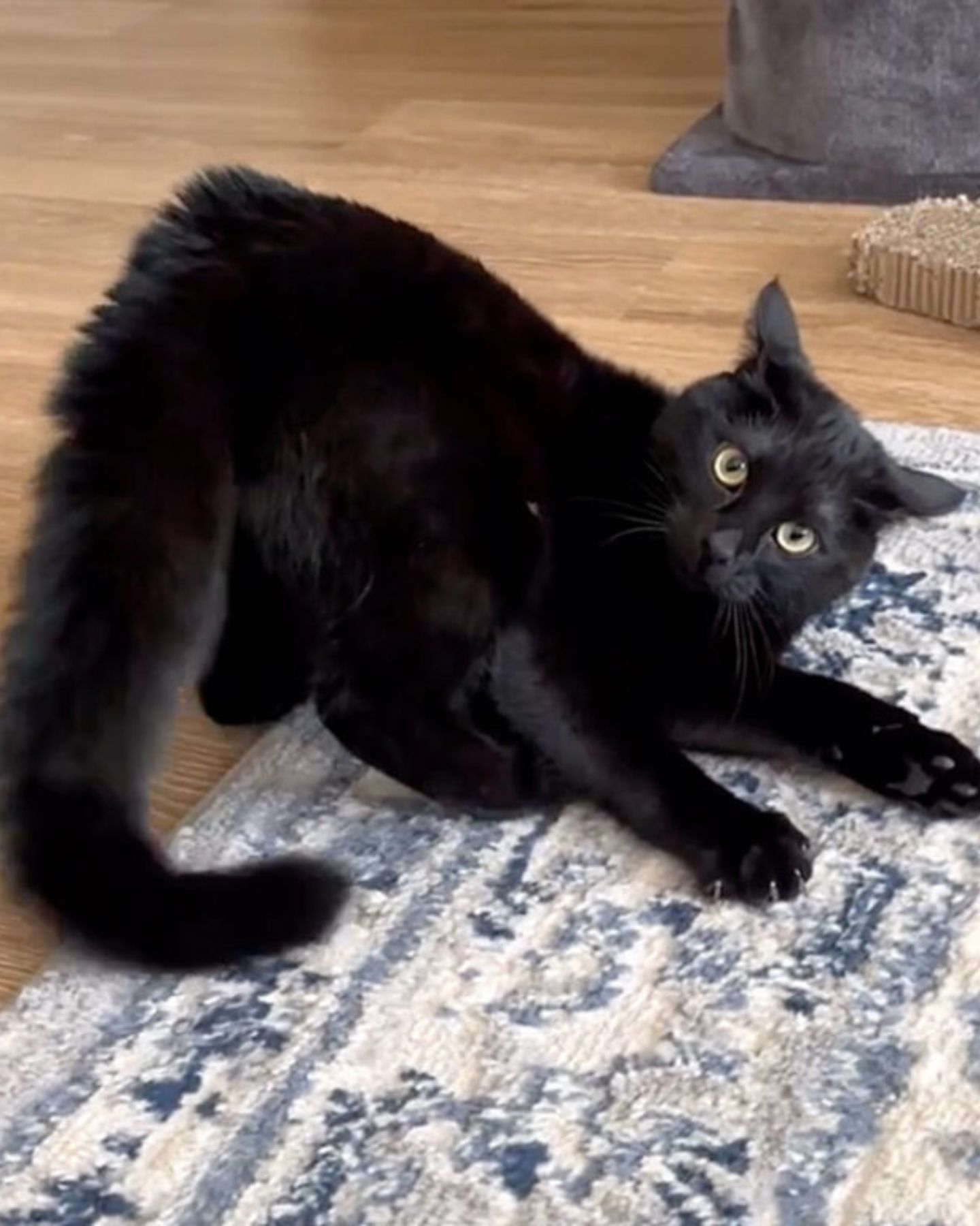 cat lying on the floor indoors