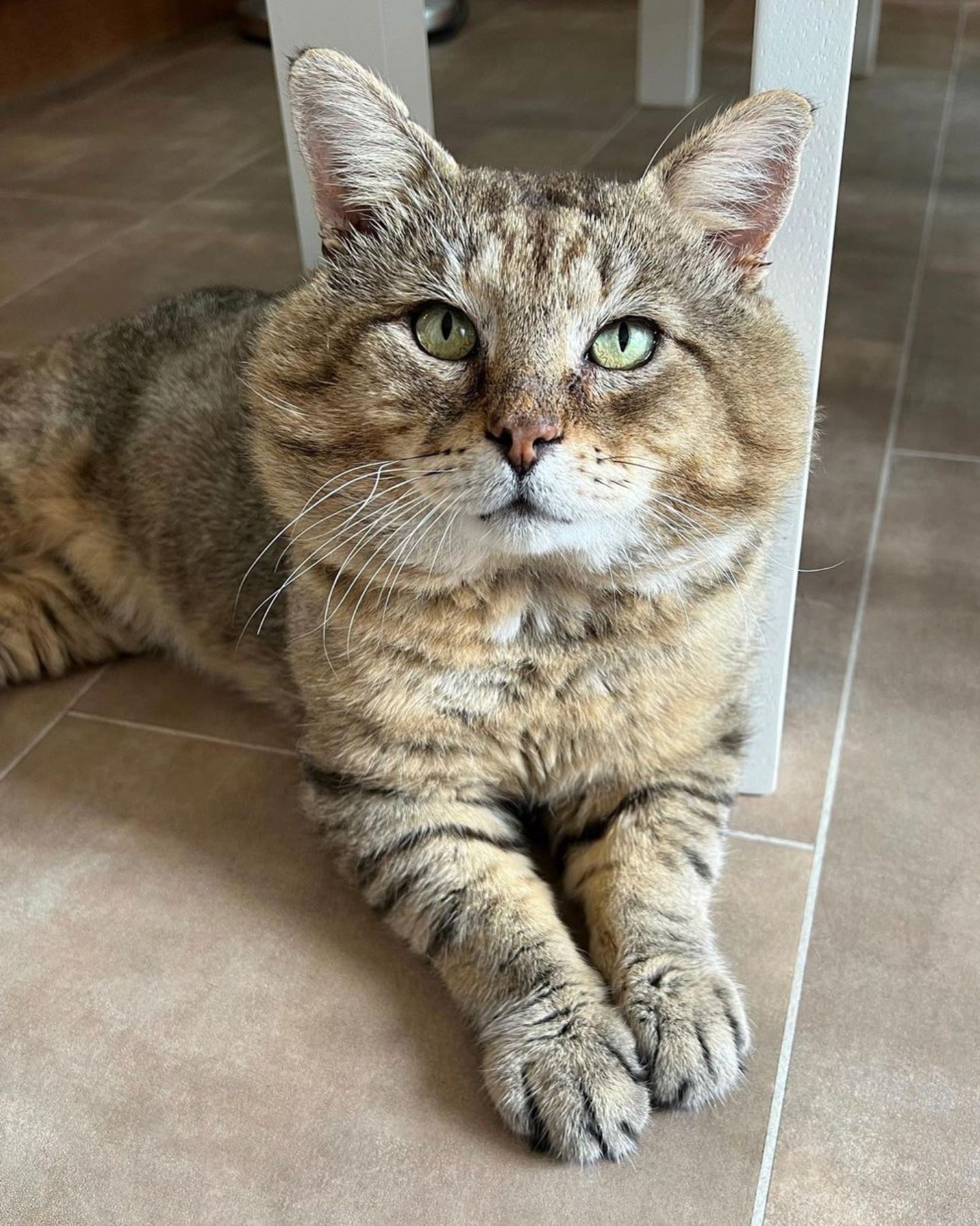 cat lying on tile