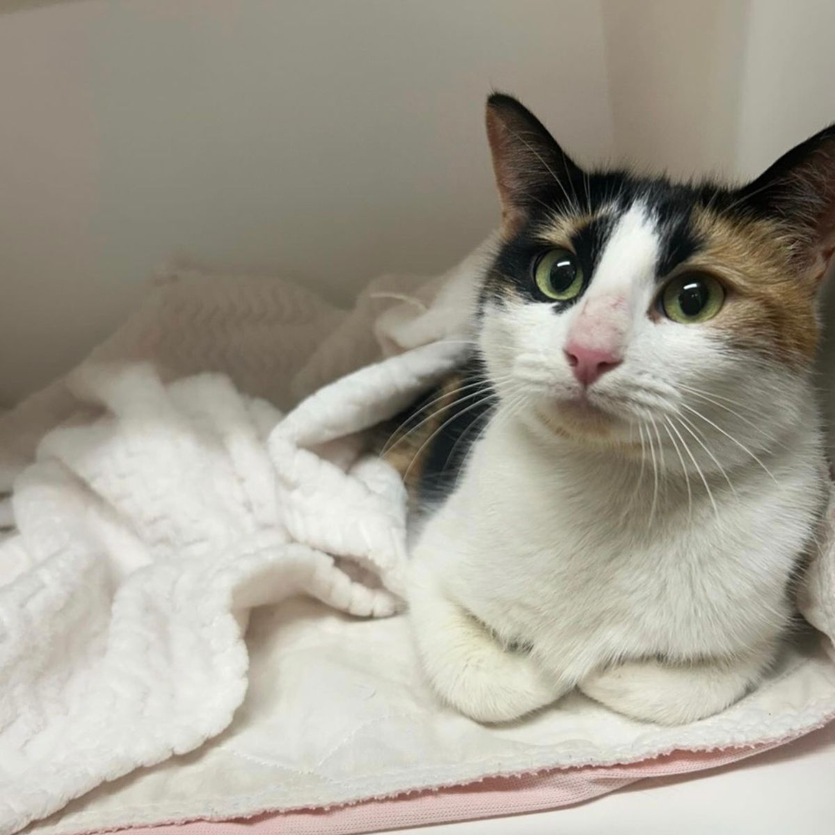 cat lying on white blanket