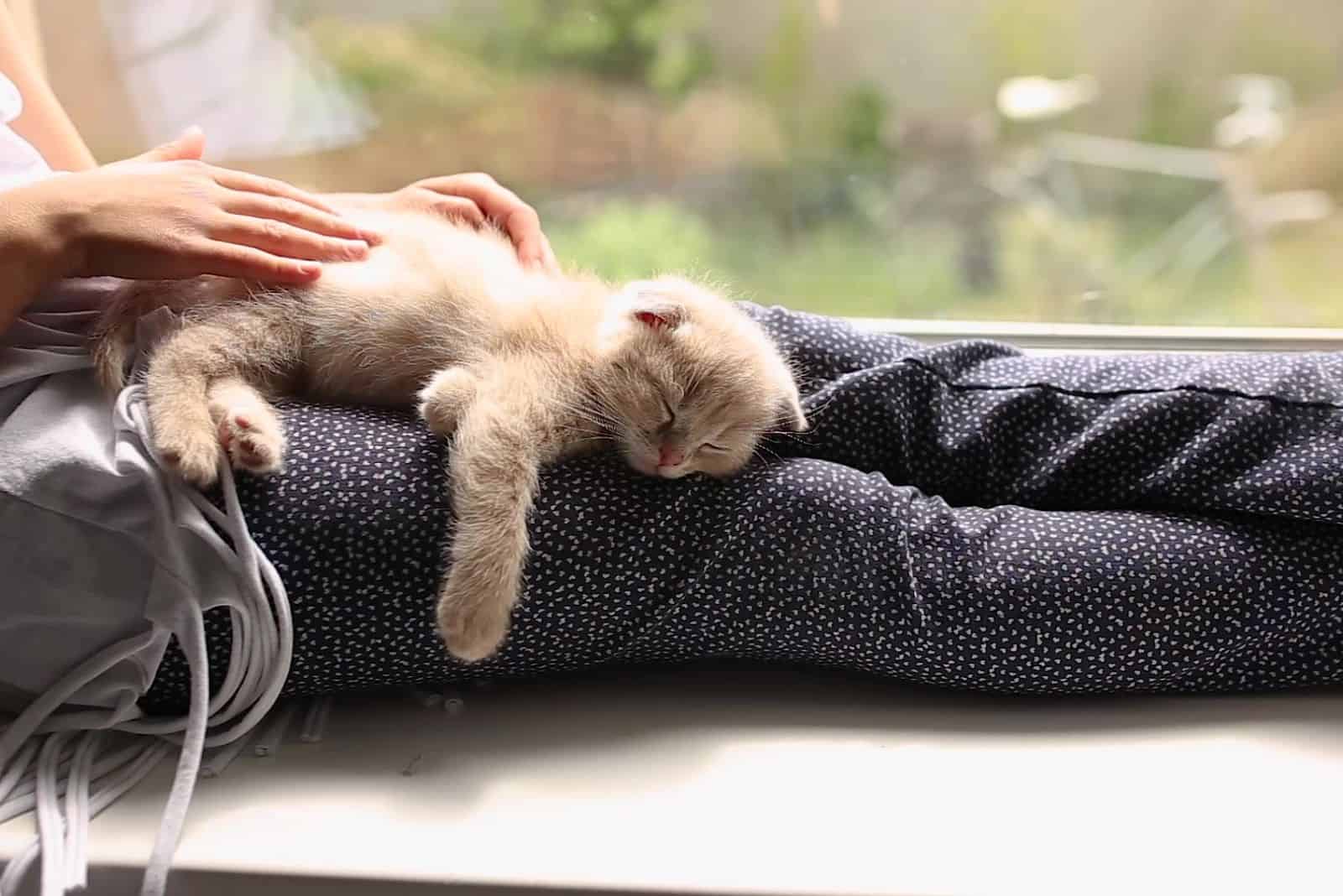 cat lying on woman's legs