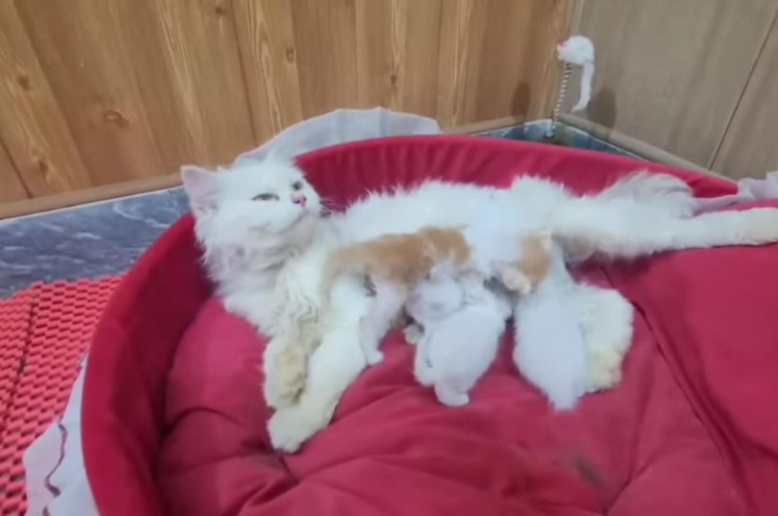 cat lying with kittens