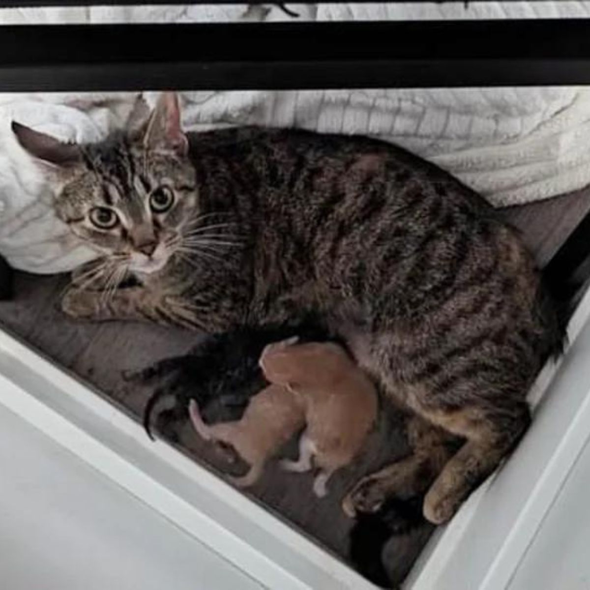 cat lying with kittens