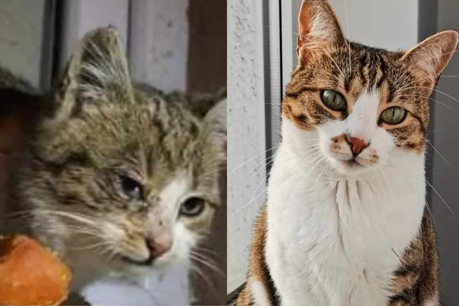 cat named Kimchi before and after adoption