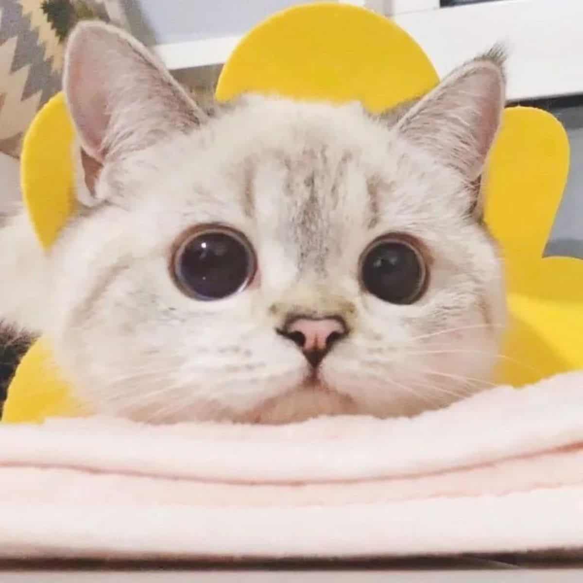 cat nana is looking at the camera