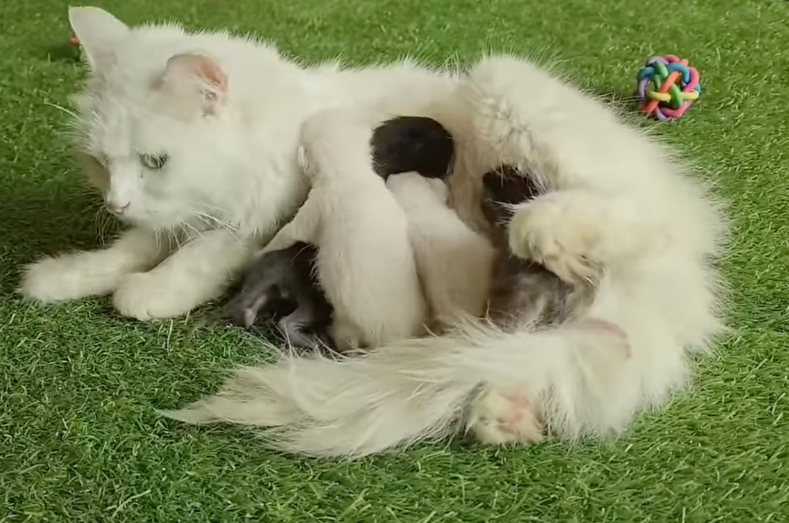 cat nursing the kittens