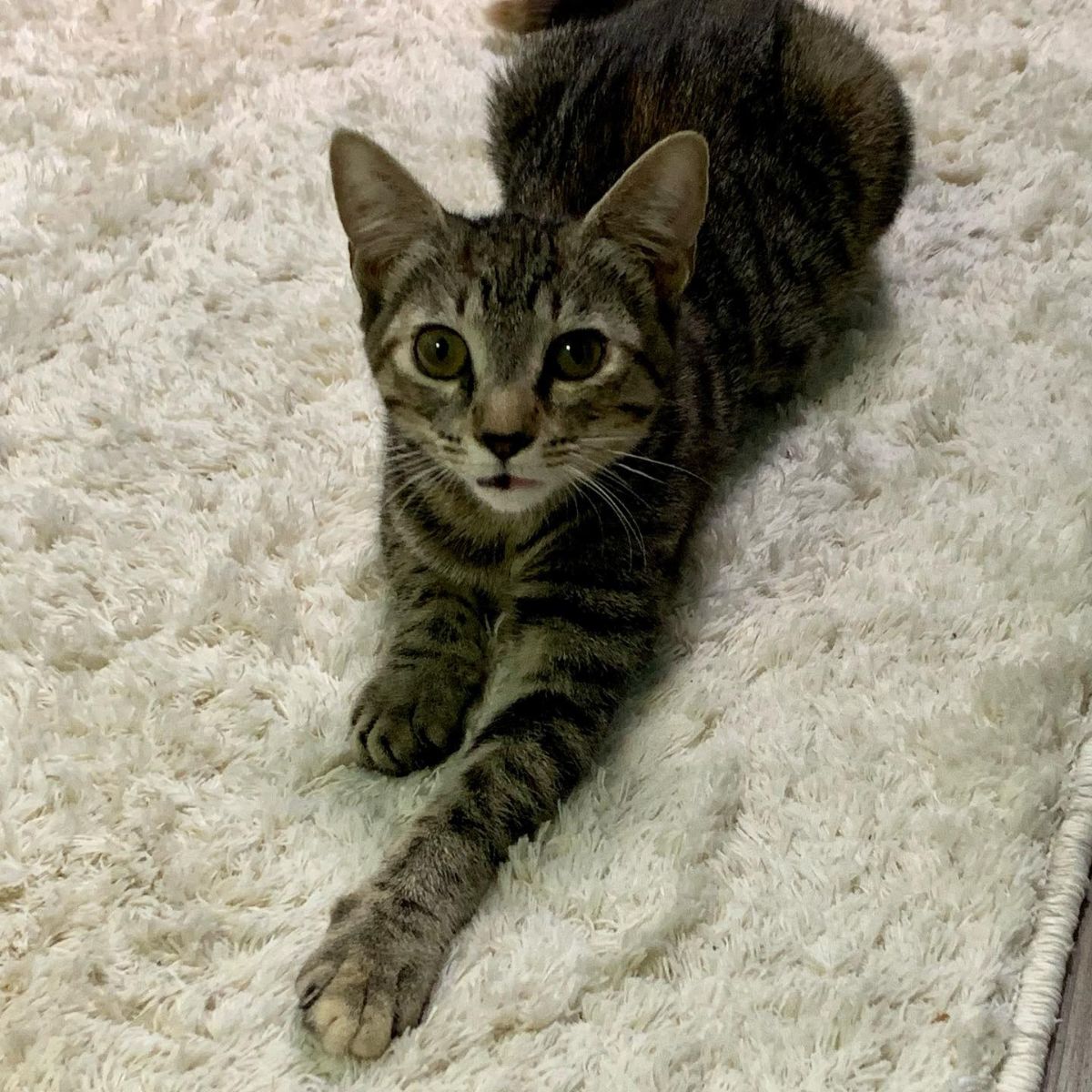 cat on a rug