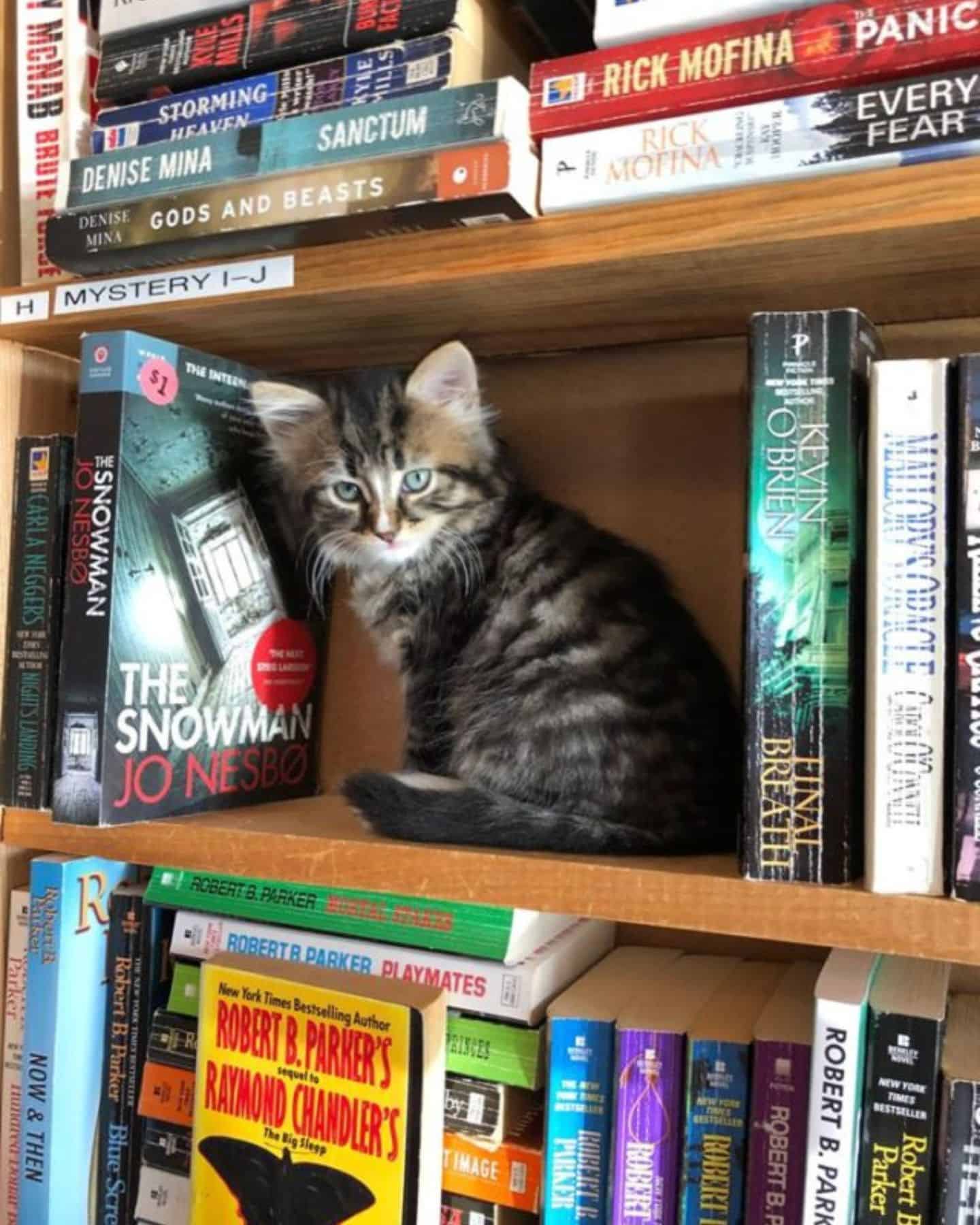 cat on a shelf in bookstore