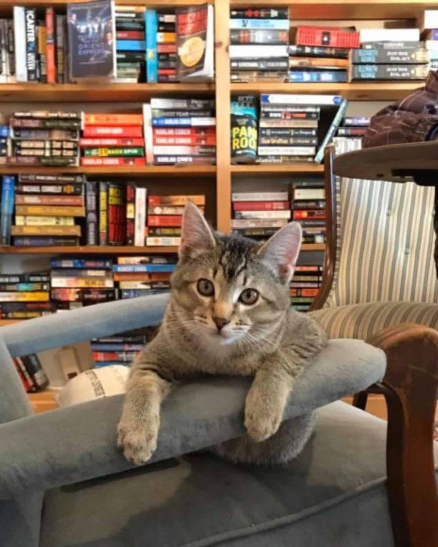 cat on a sofa in bookstore