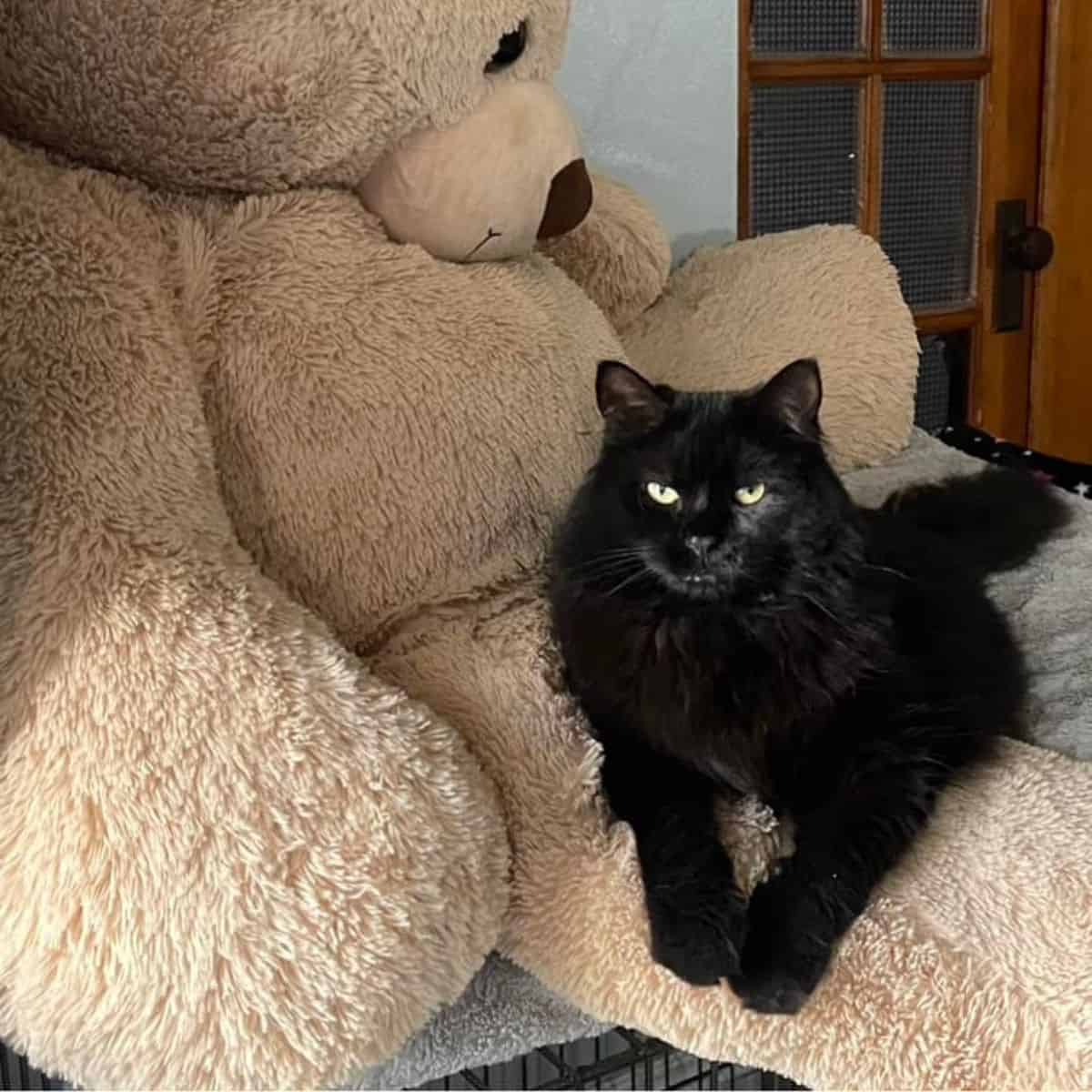 cat on a teddy bear