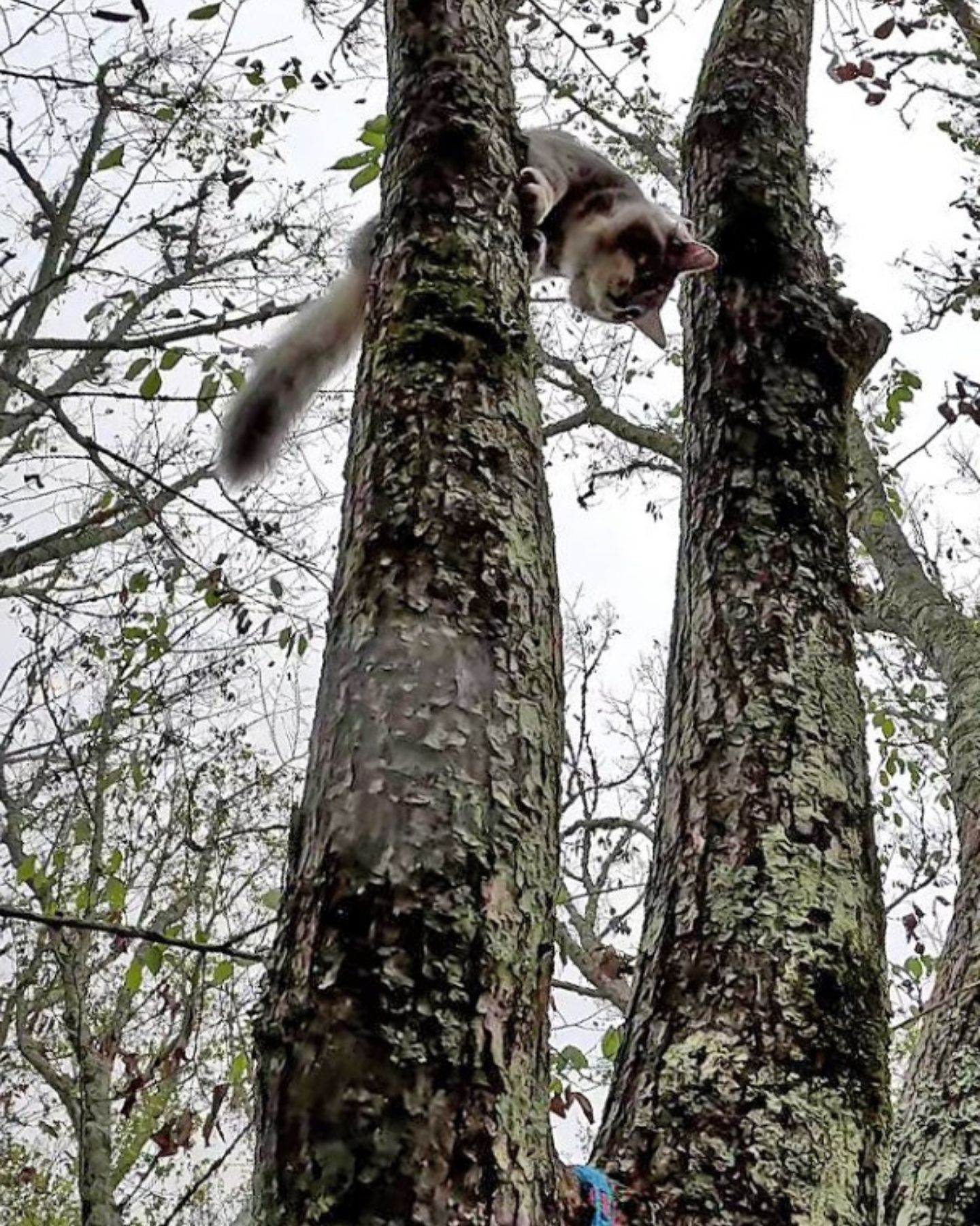 cat on a tree