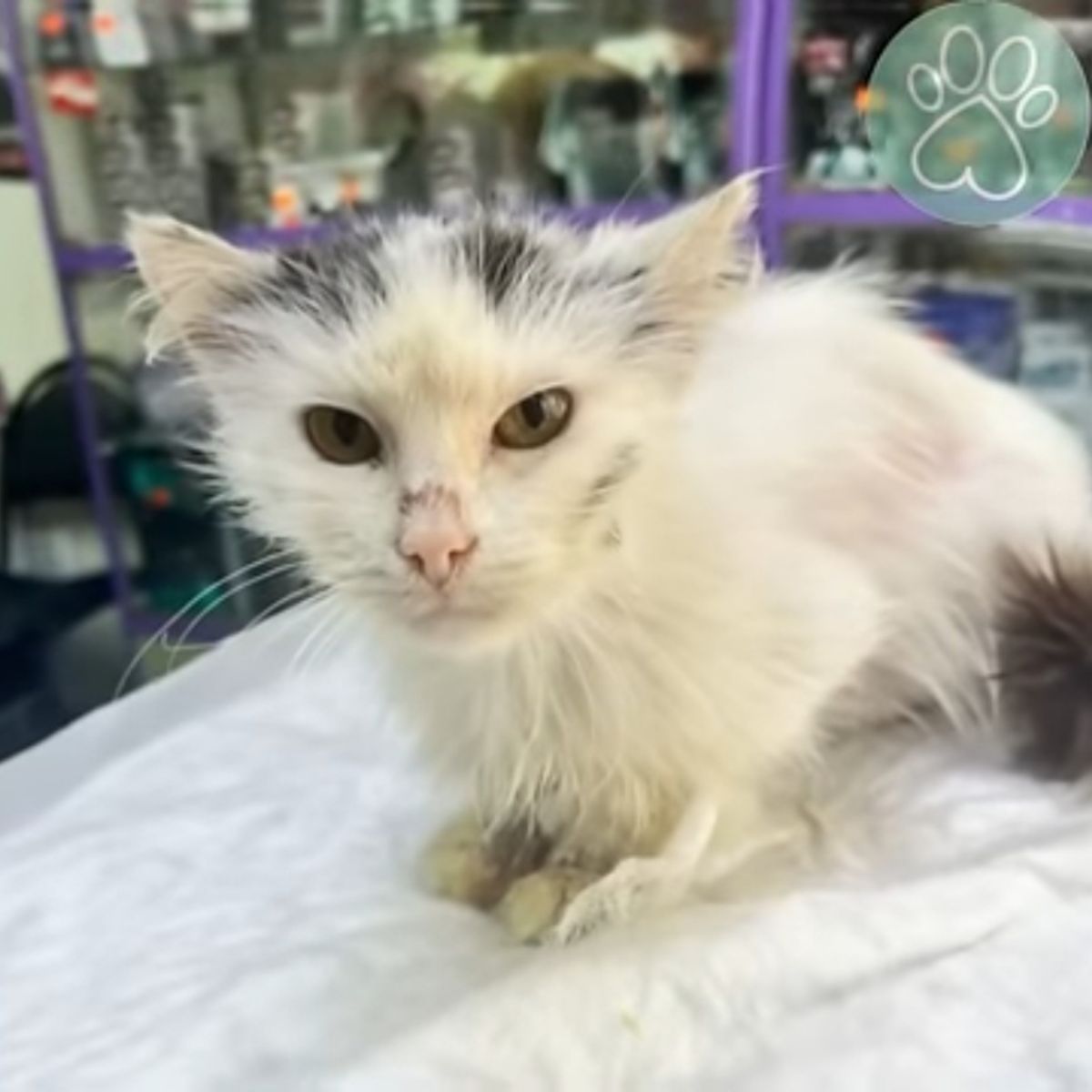 cat on a white pillow