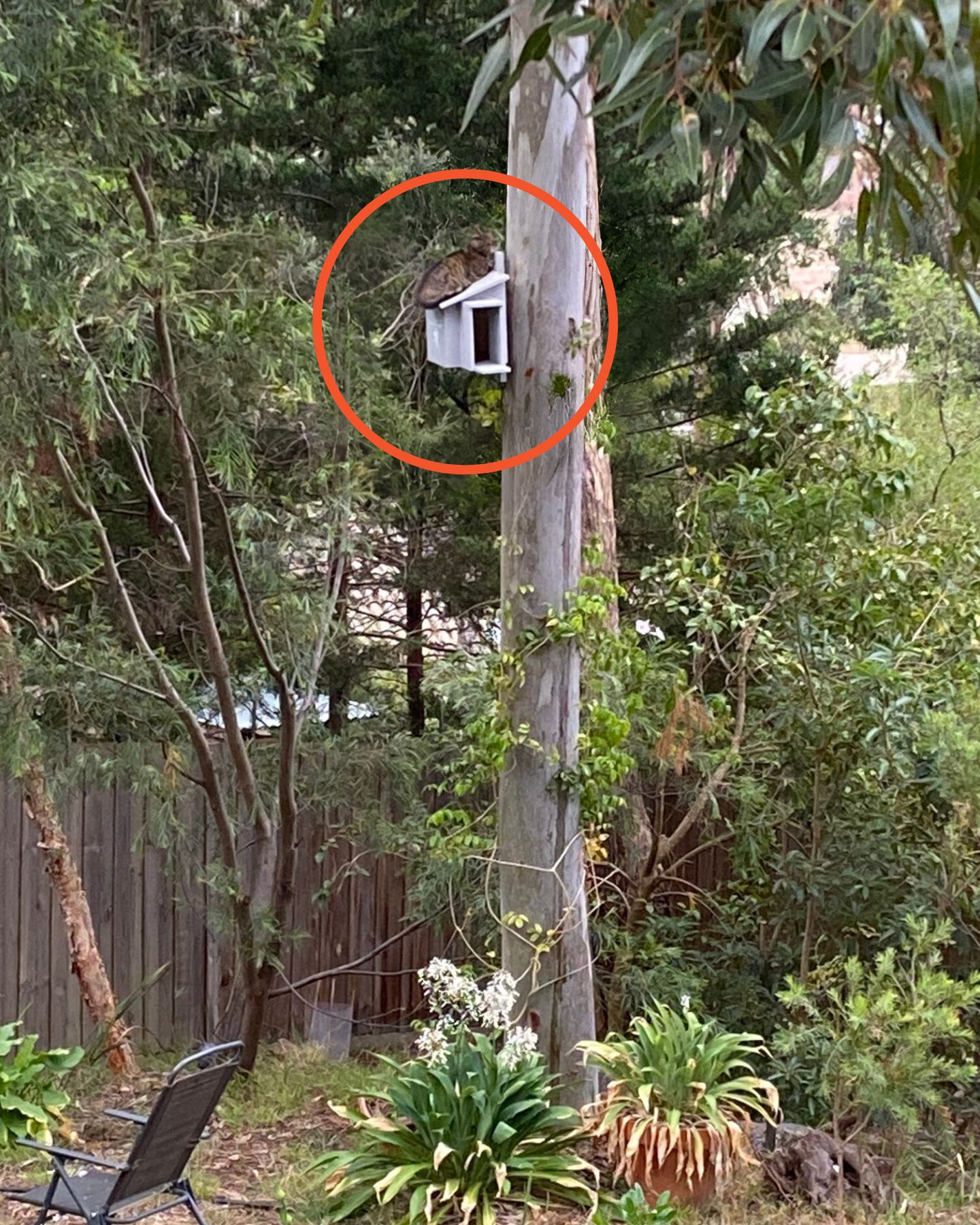 cat on an owl box