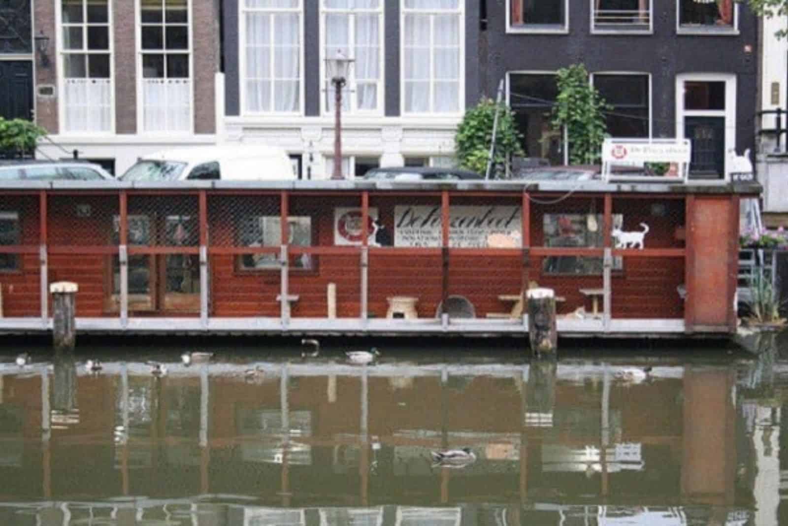 cat on fence of boat