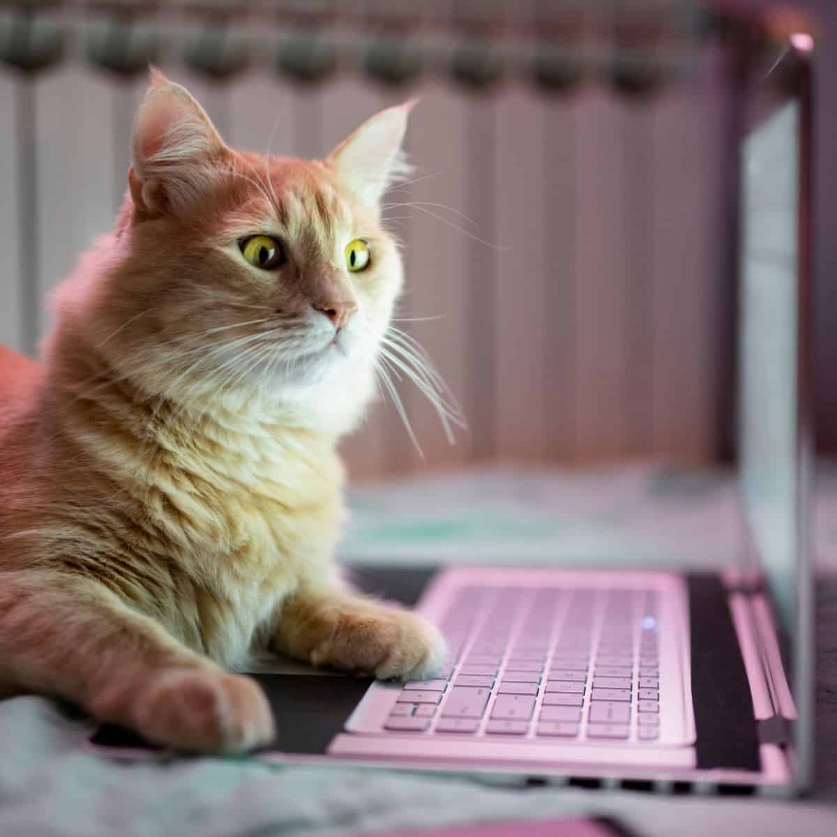 cat on laptop