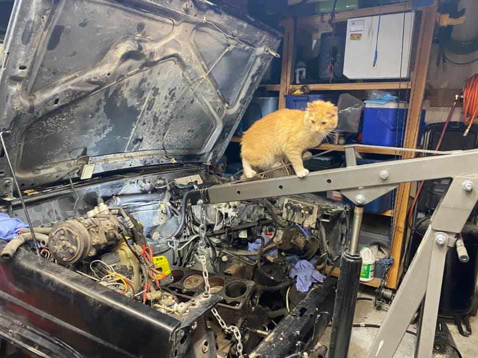 cat on the car walking