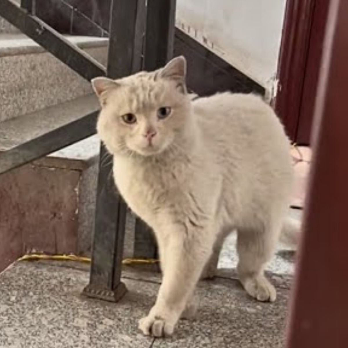 cat on the door