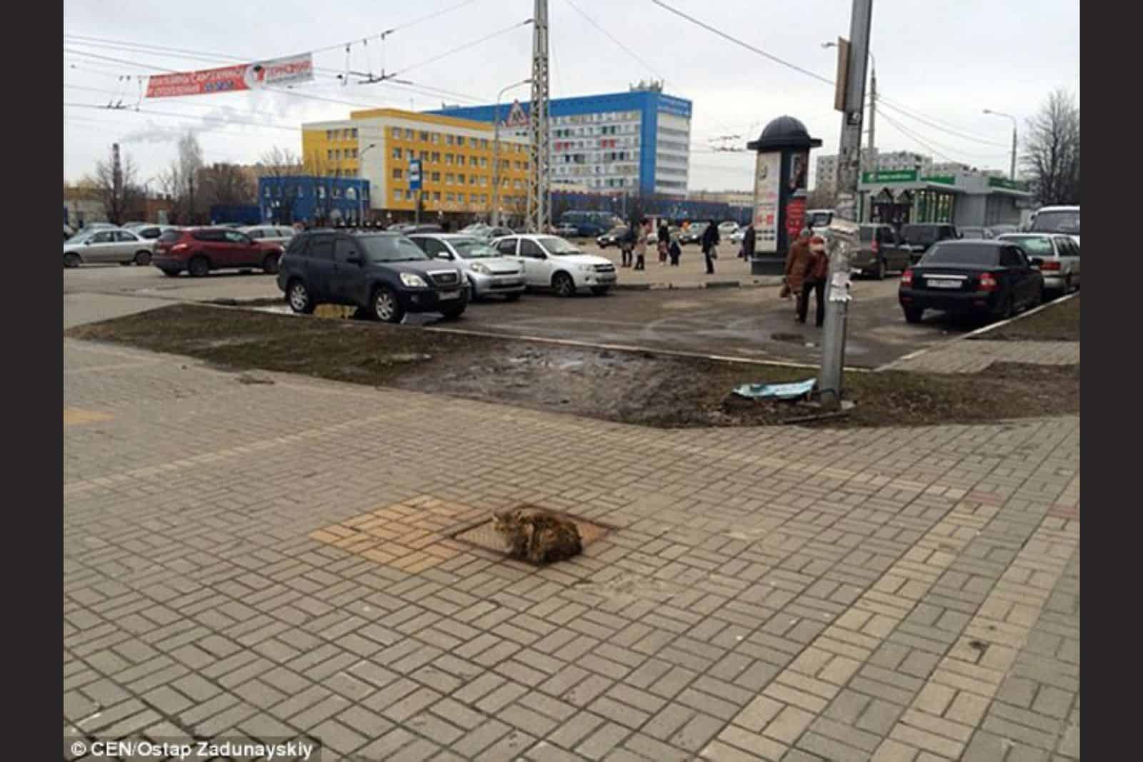 cat on the parking lot