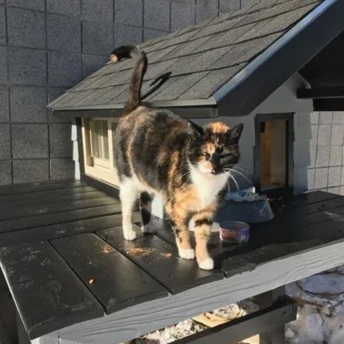 cat on the roof