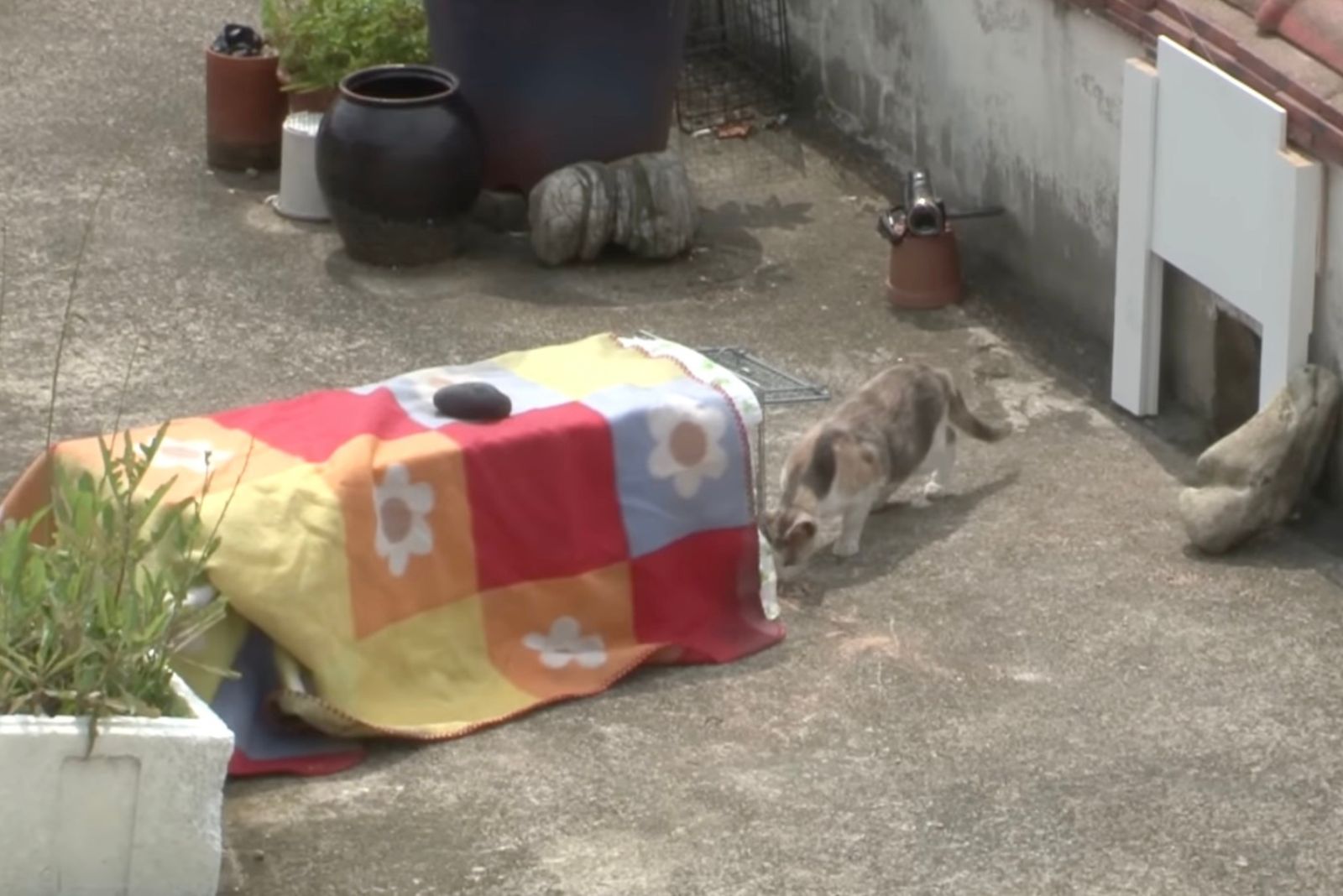 cat on the rooftop