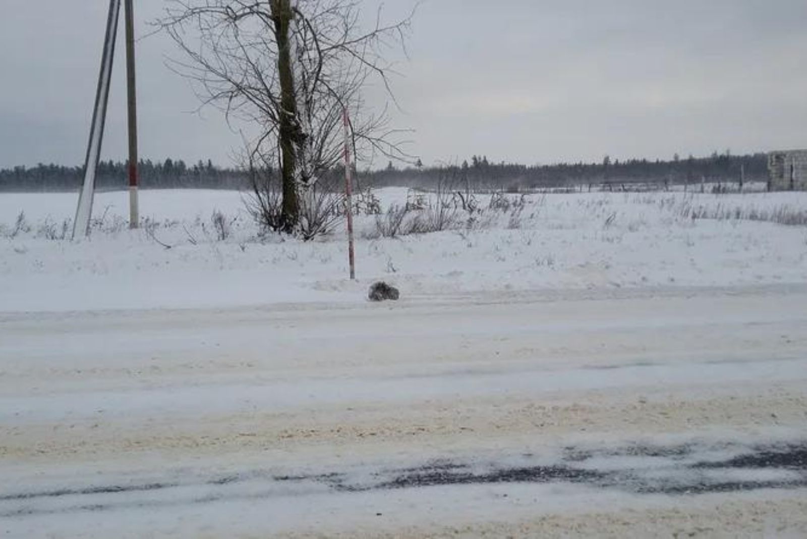 cat on the side of the road