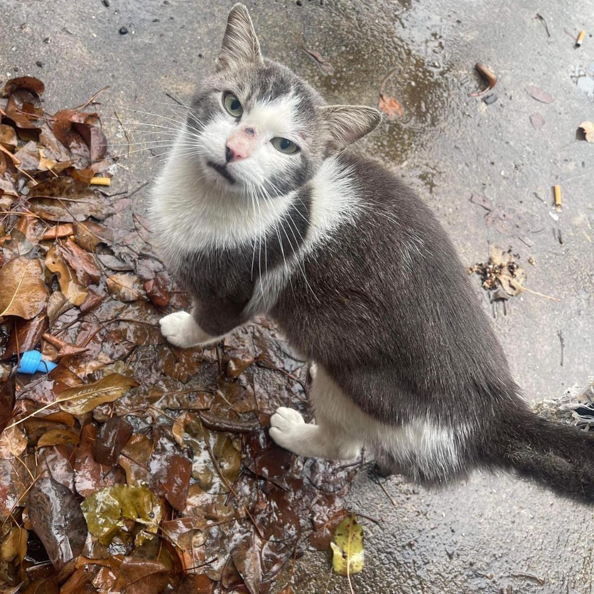 cat on the street standing