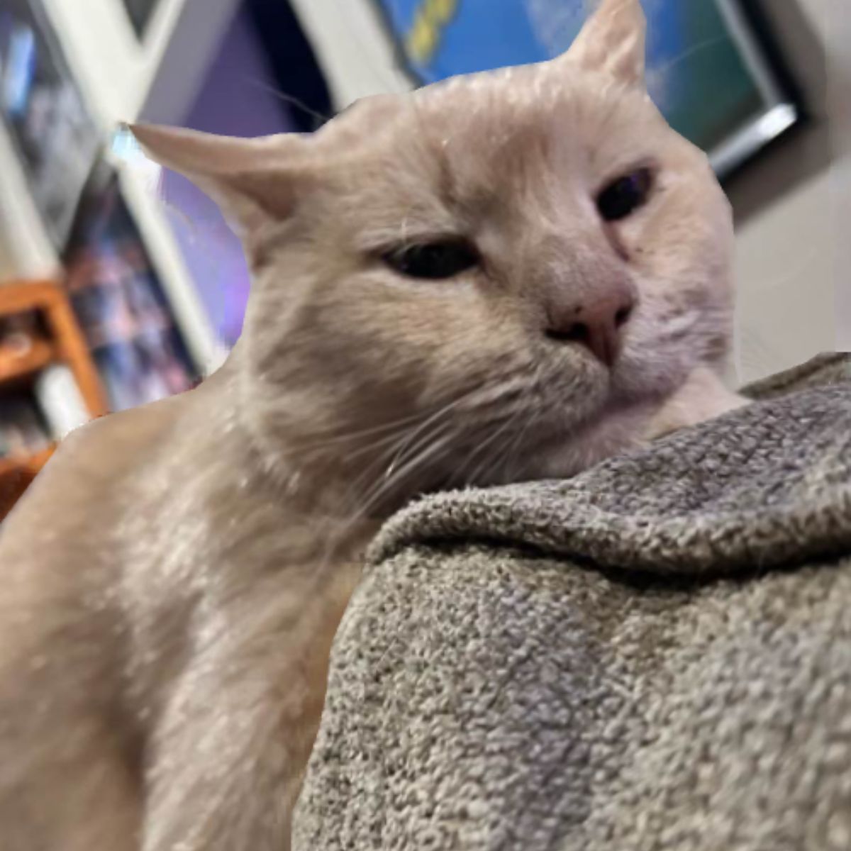 cat on the top of the couch