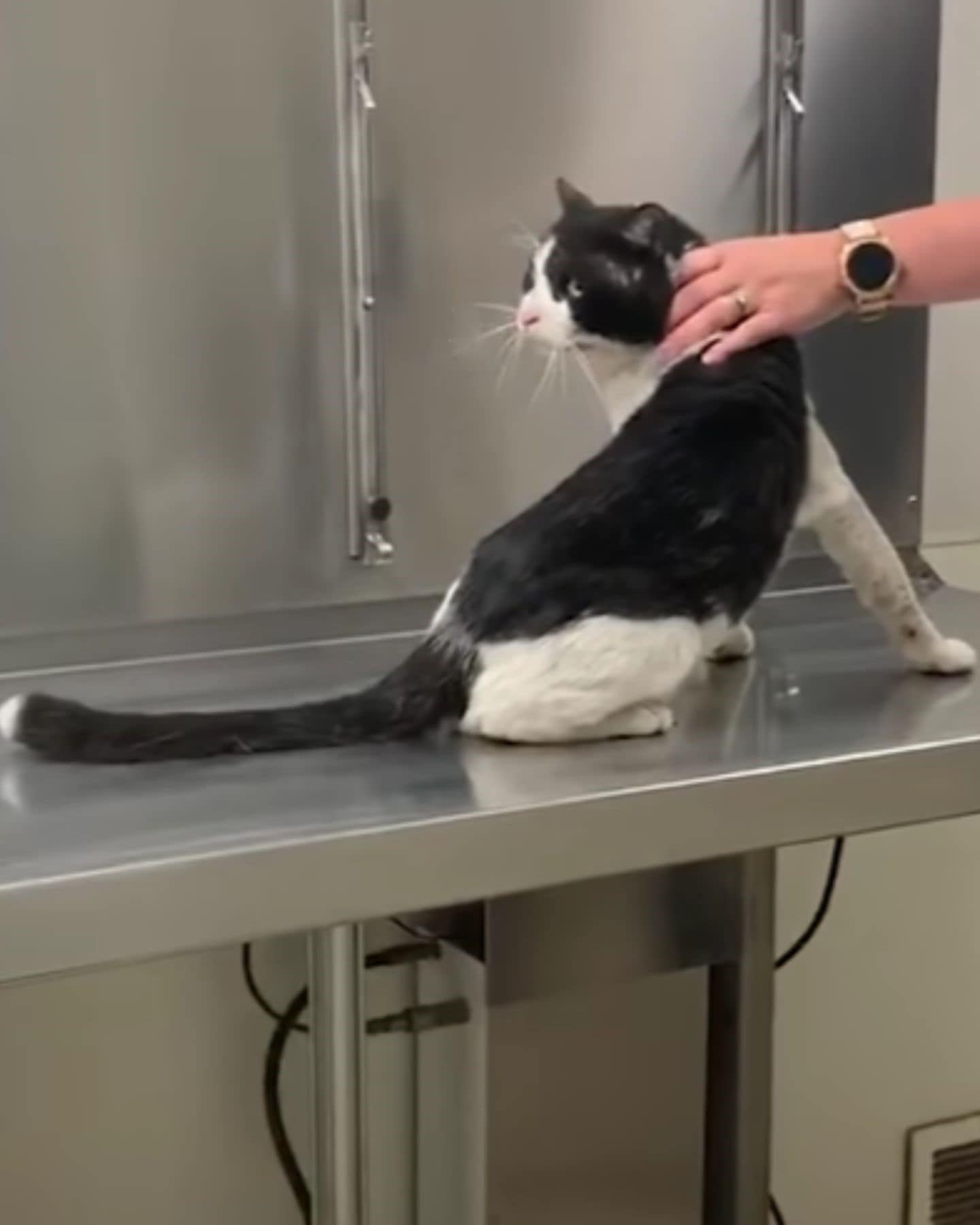 cat on the vet table