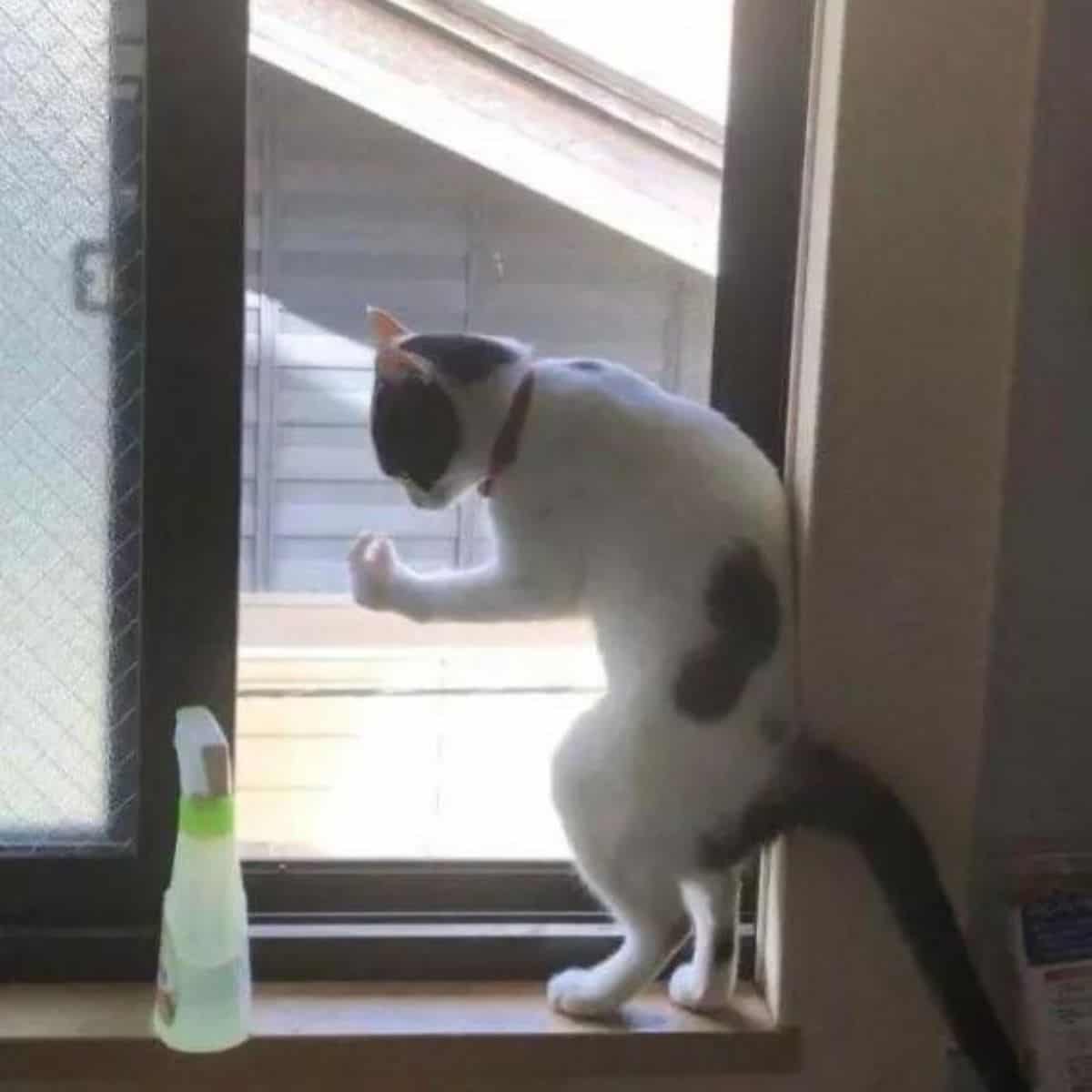 cat on the window