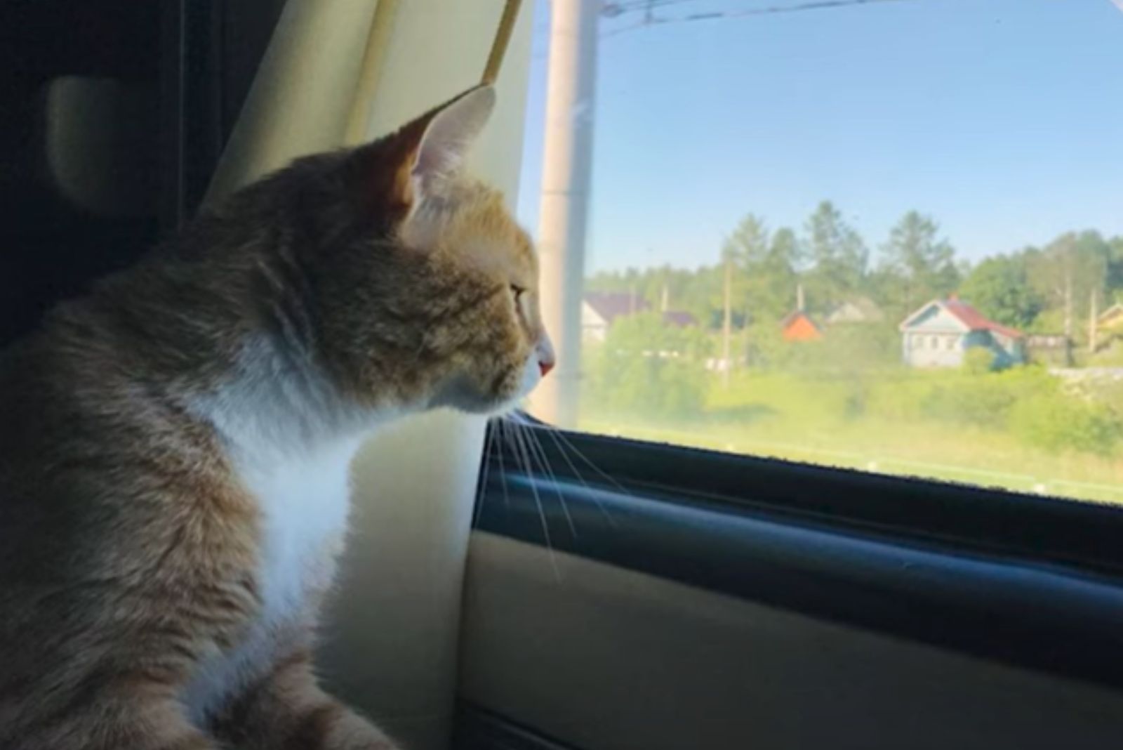 cat on train looking through the window