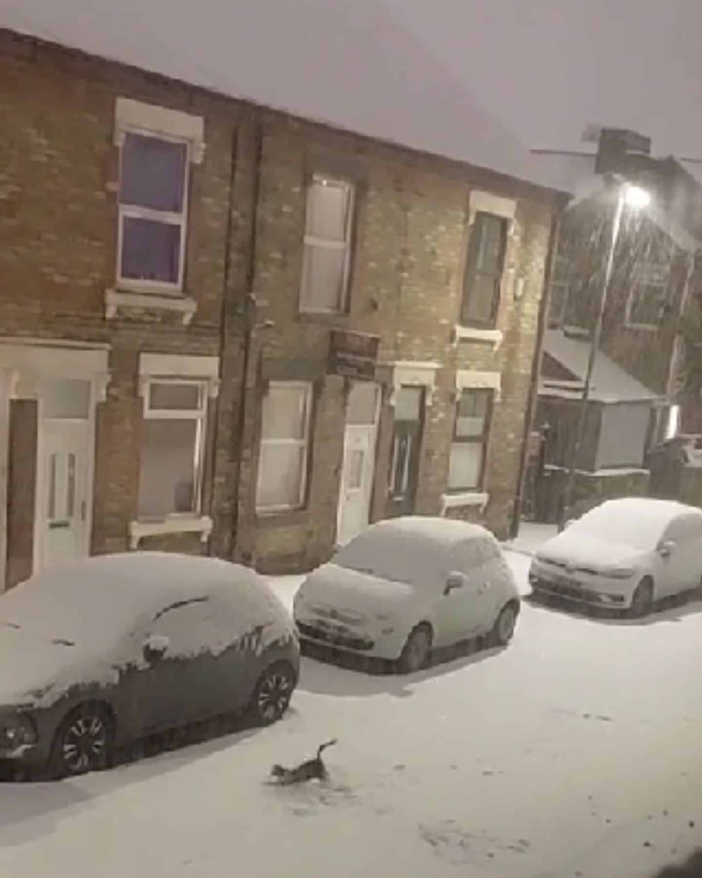 cat playing in the snow