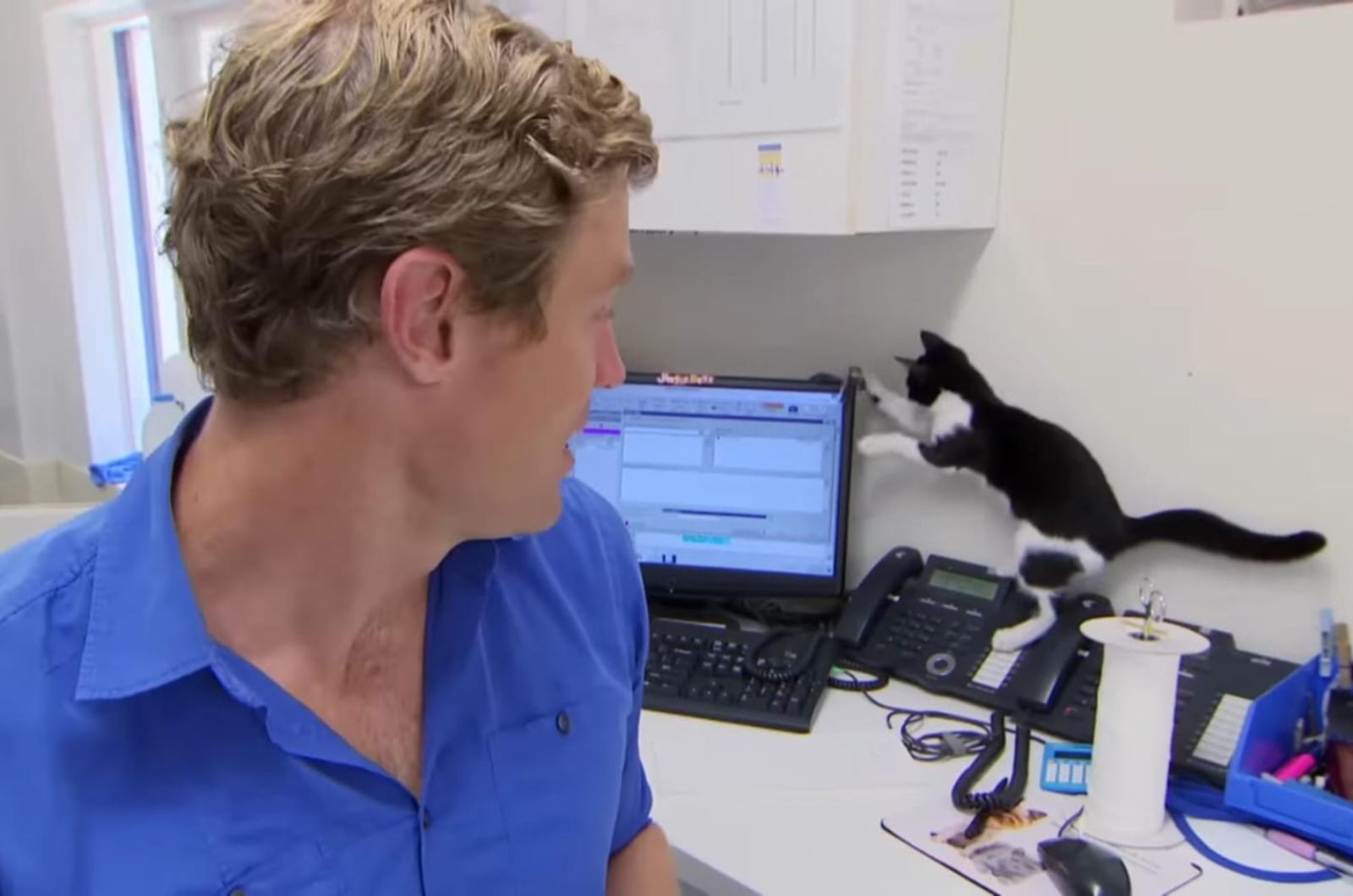 cat playing on vet's table