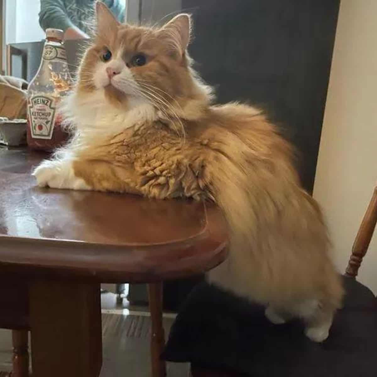 cat posing with ketchup