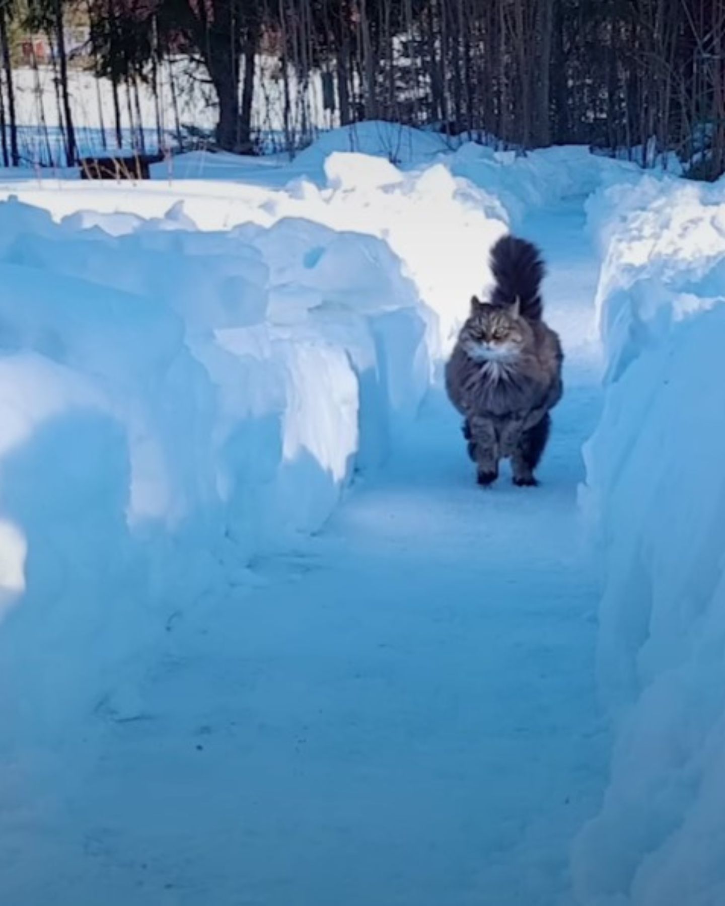 cat-running-fast-in-winter