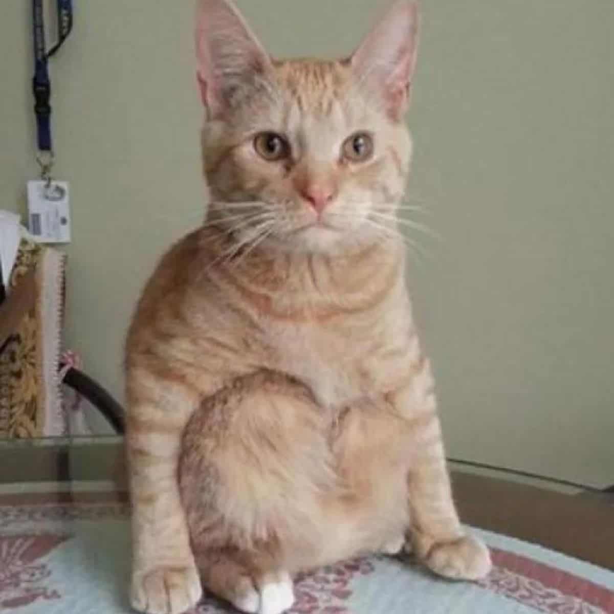 cat sits on the table