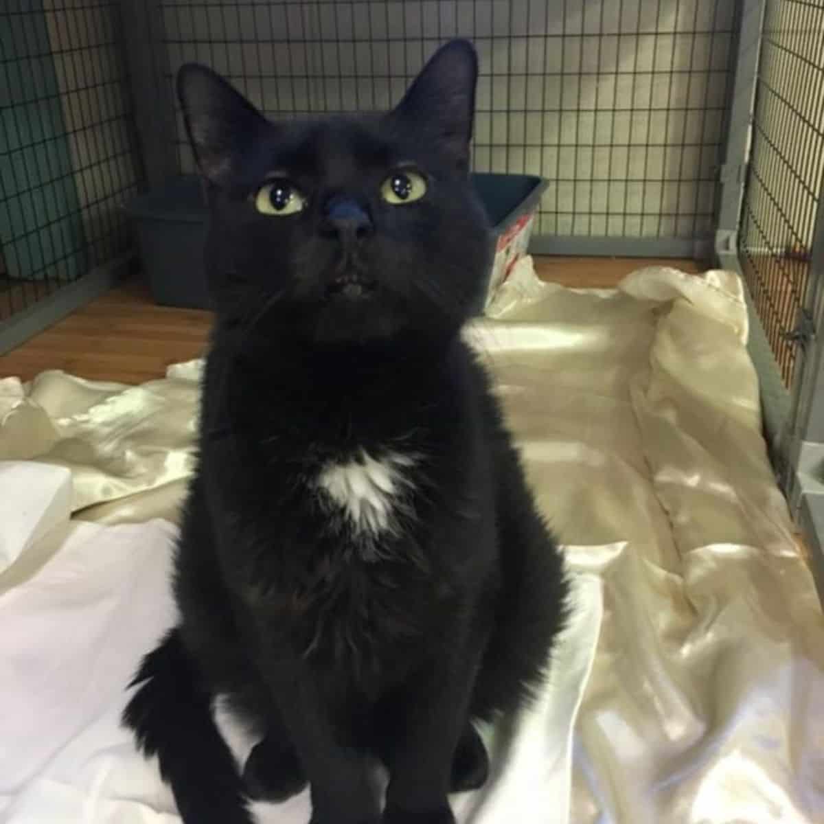 cat sitting in a kennel