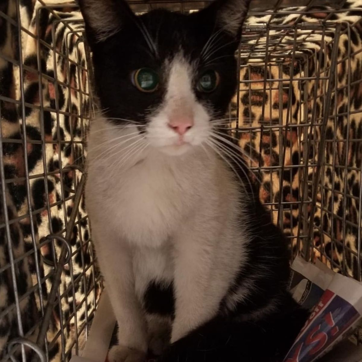 cat sitting in cage